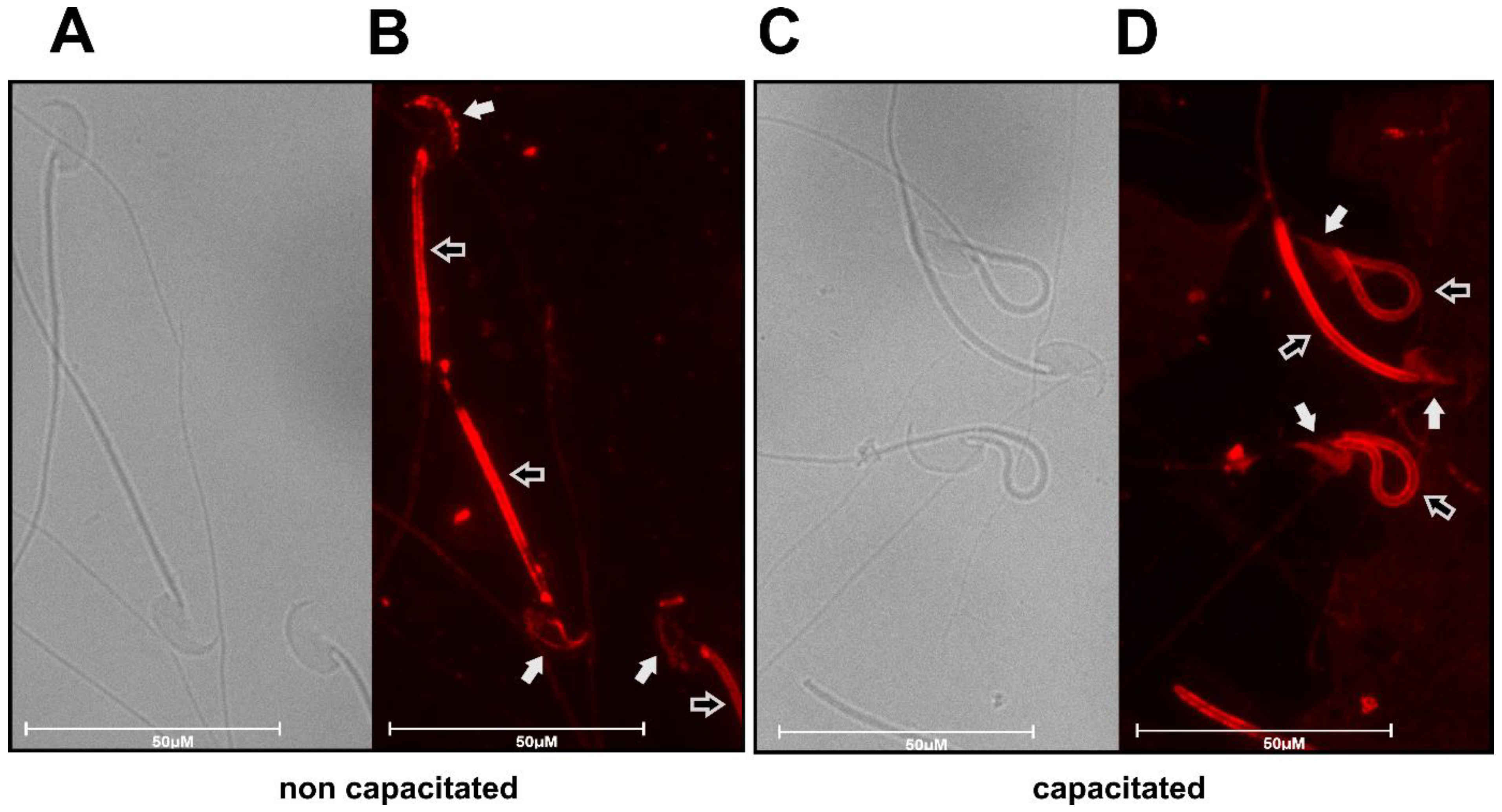 Ijms 23 09907 g002 Ijms 23 09907 g002