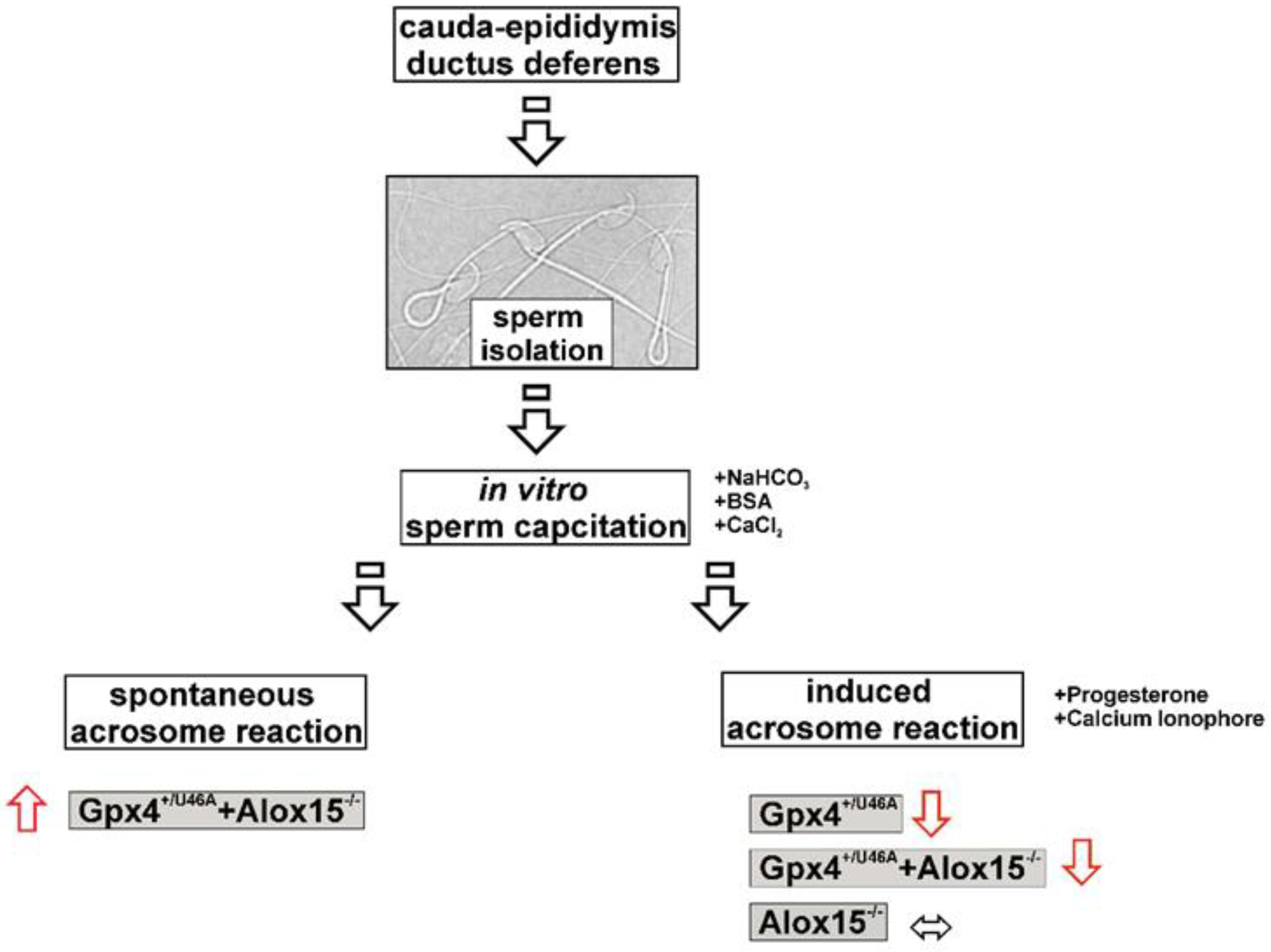 Ijms 23 09907 sch001 Ijms 23 09907 sch001