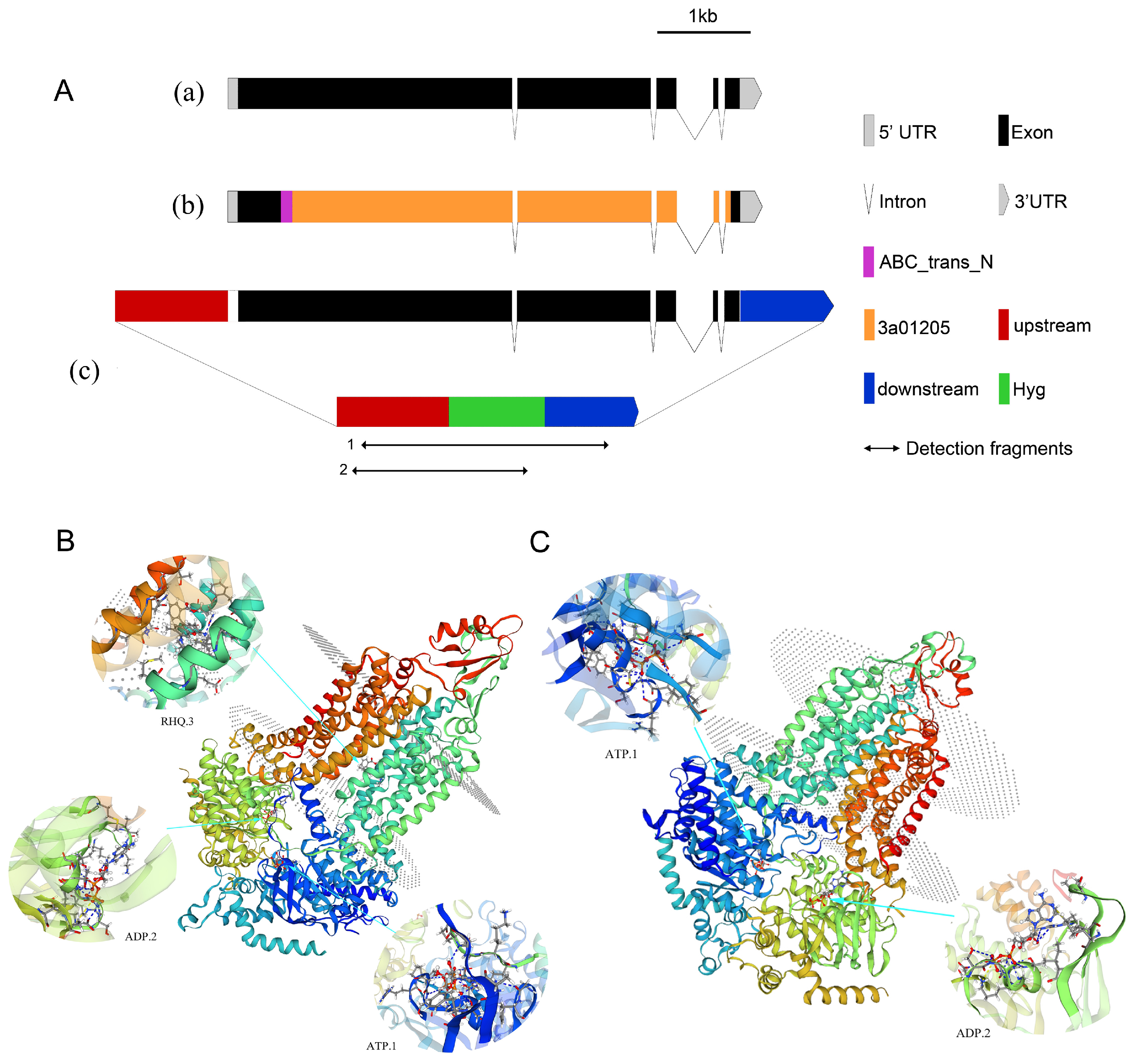 Ijms 23 09908 g010 550