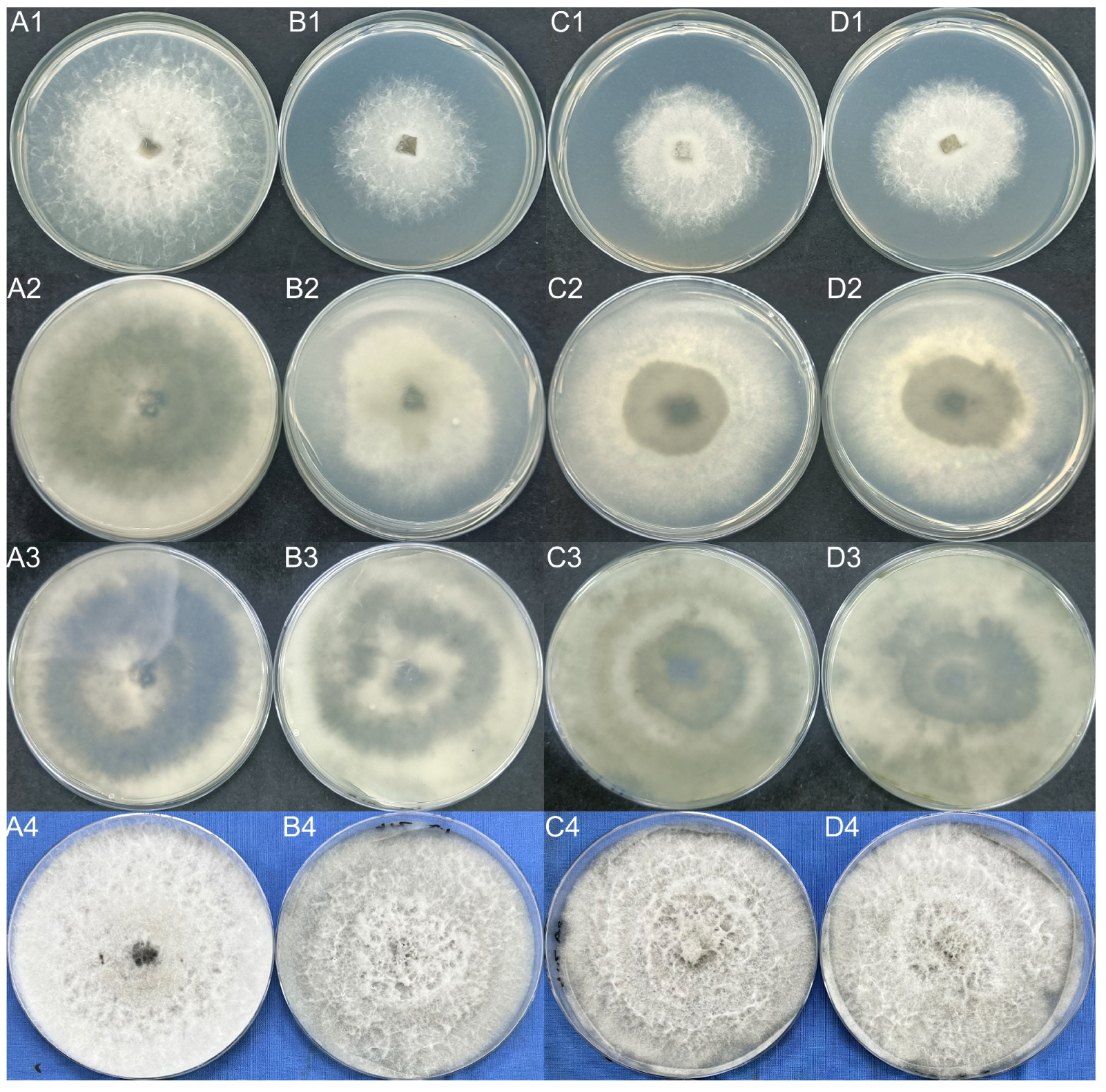 Ijms 23 09908 g012 550