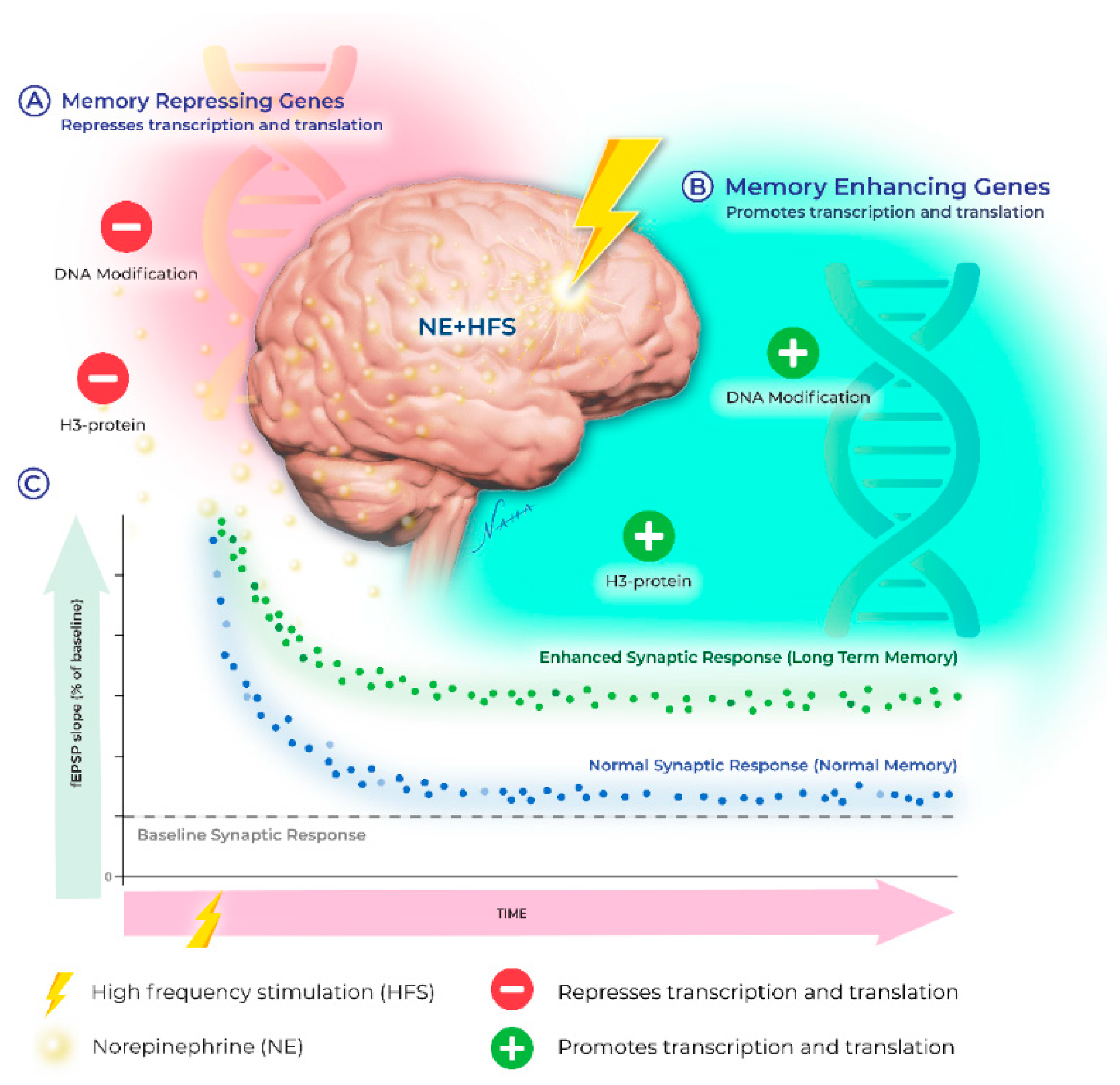 Basolateral amygdala activation enhances object recognition memory by inhibiting anterior insular cortex activity