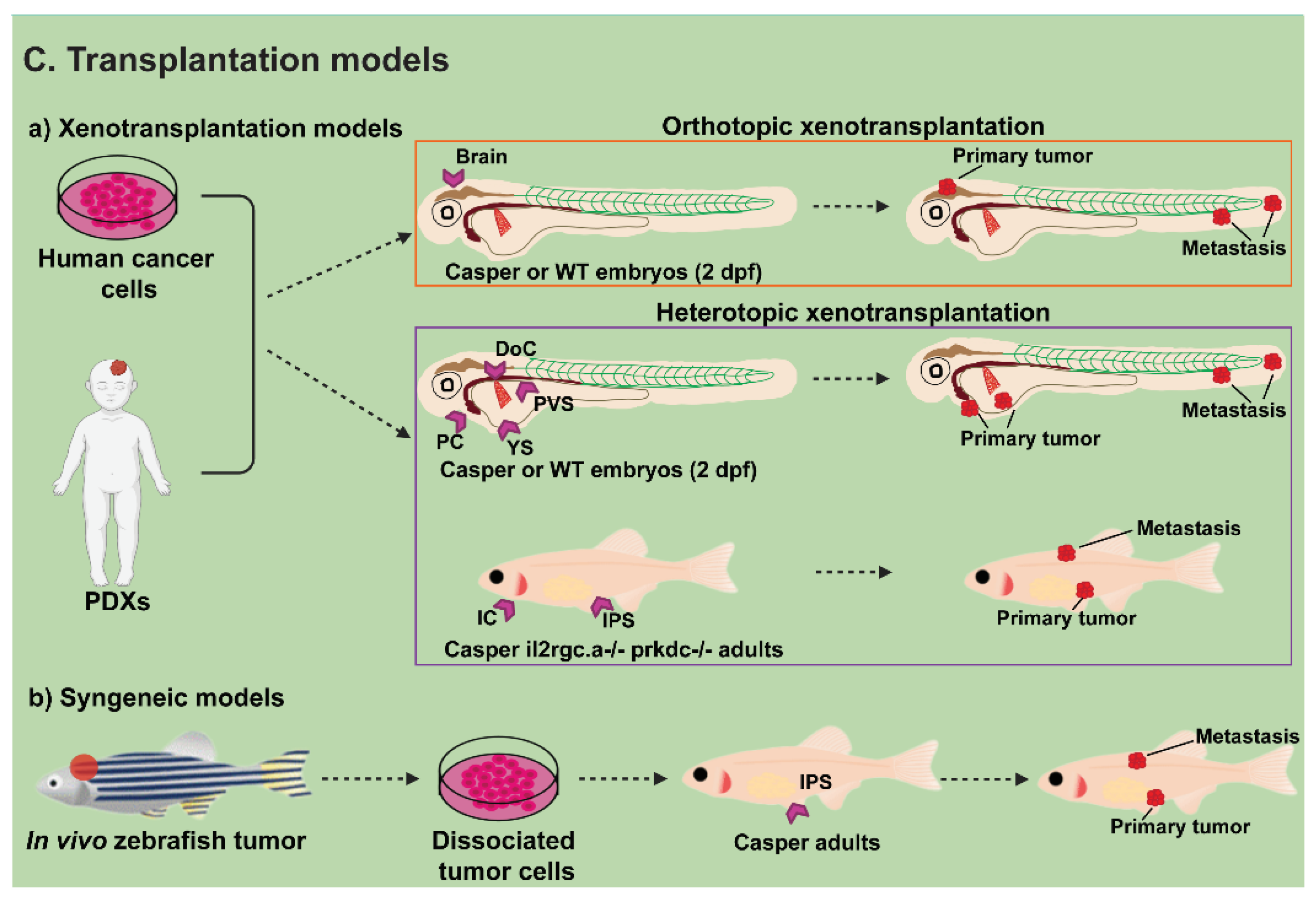 Ijms 23 09920 g002b Ijms 23 09920 g002b