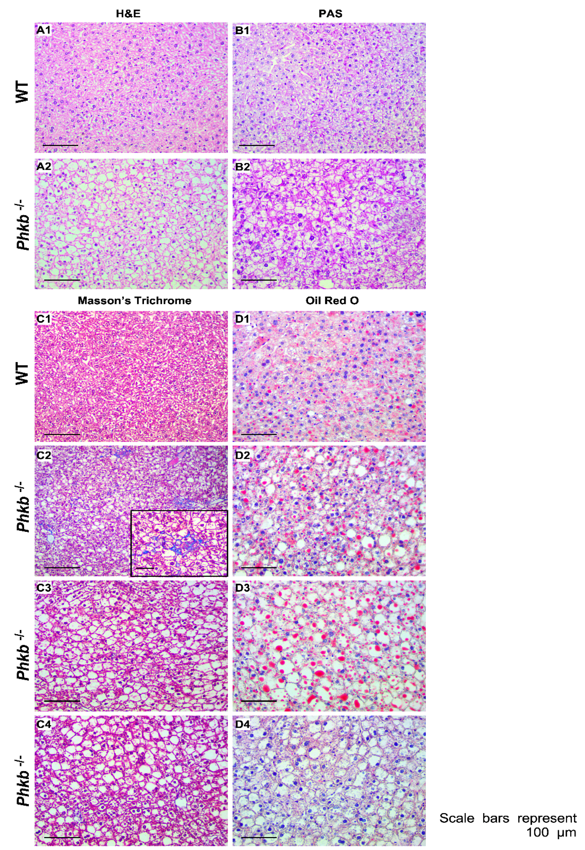 Ijms 23 09944 g004 Ijms 23 09944 g004