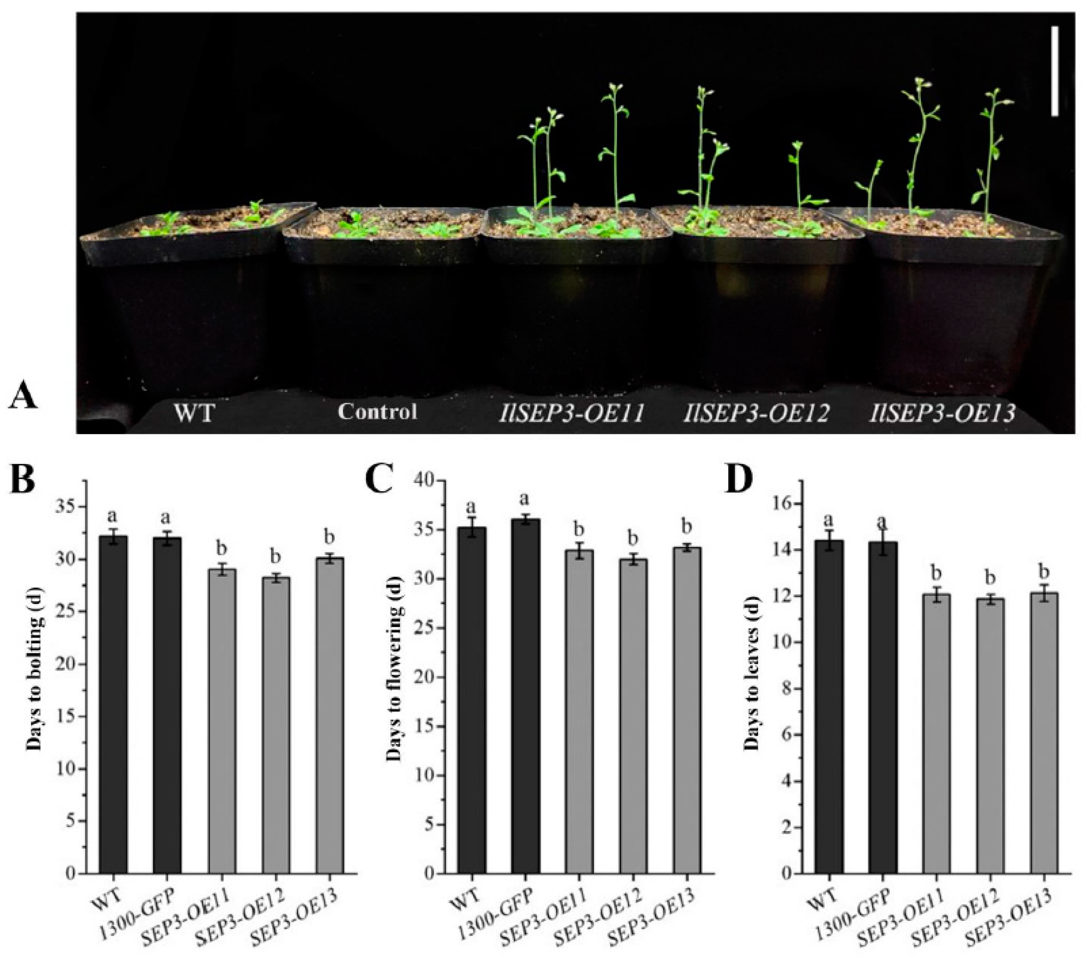 Ijms 23 09950 g006 550
