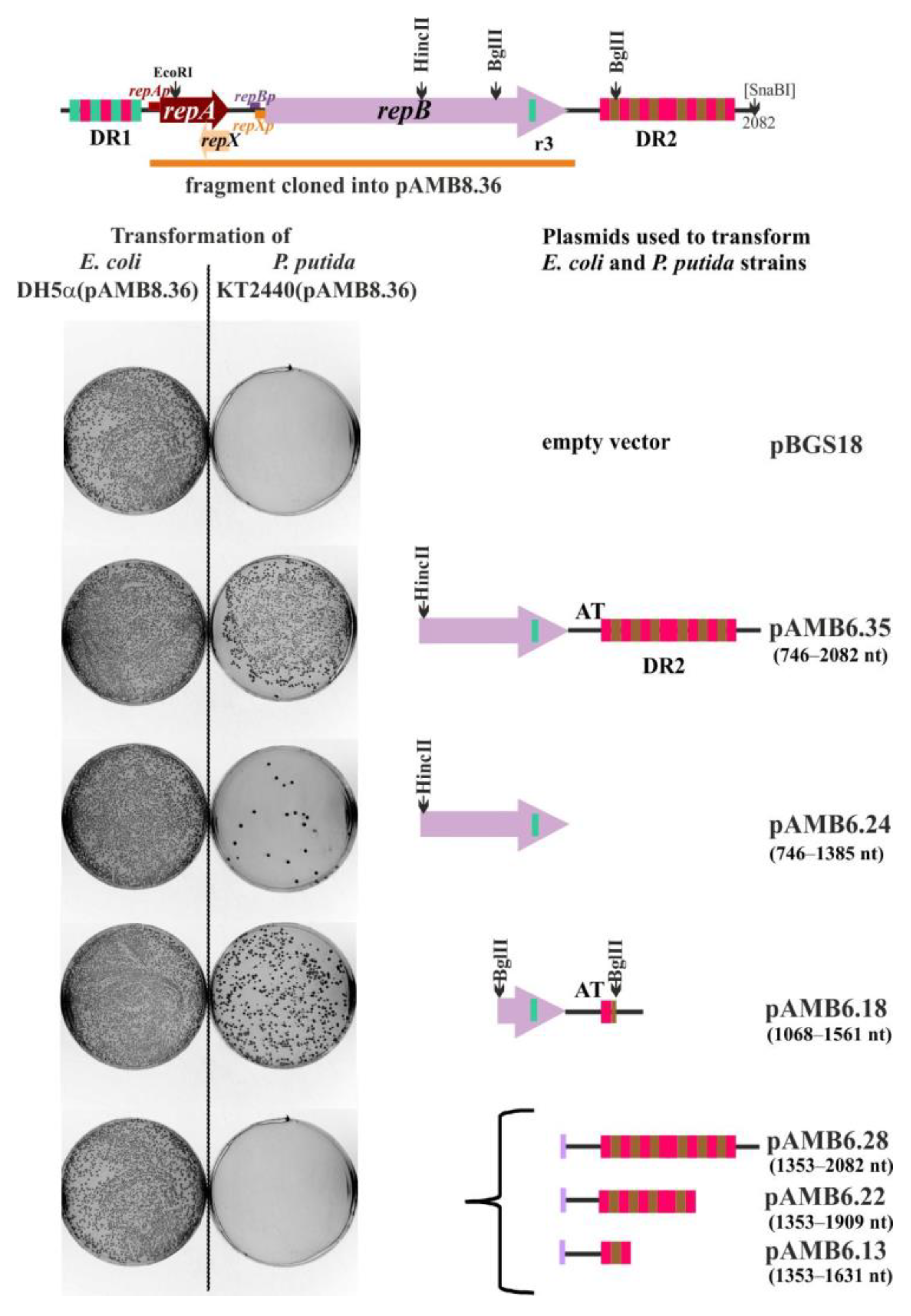 Ijms 23 09964 g004 Ijms 23 09964 g004