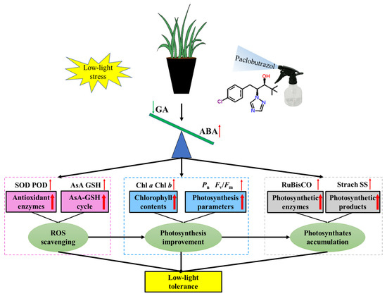 Paclobutrazol Ameliorates Low-Light-Induced Damage by