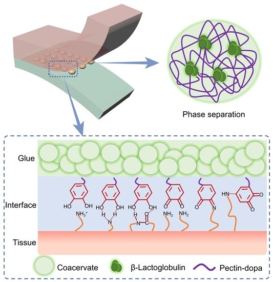 IJMS Free FullText Engineering BioAdhesives Based on Protein