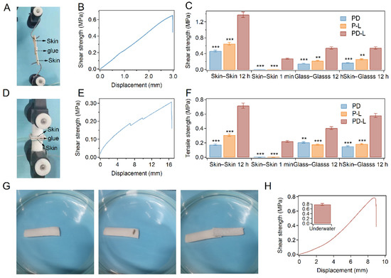 Engineering Bio-Adhesives Based on Protein–Polysaccharide Phase