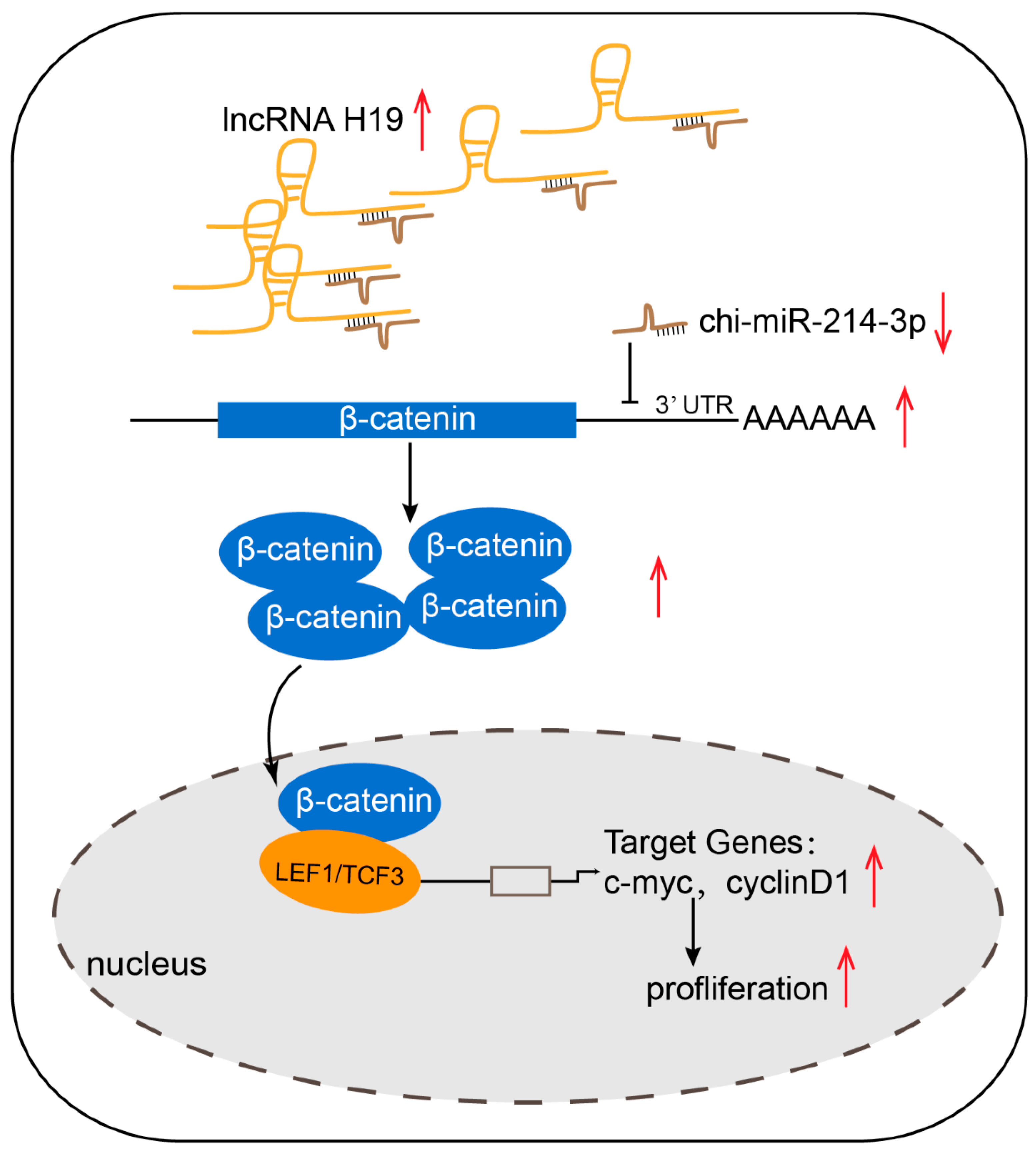 Ijms 23 10006 g007 550