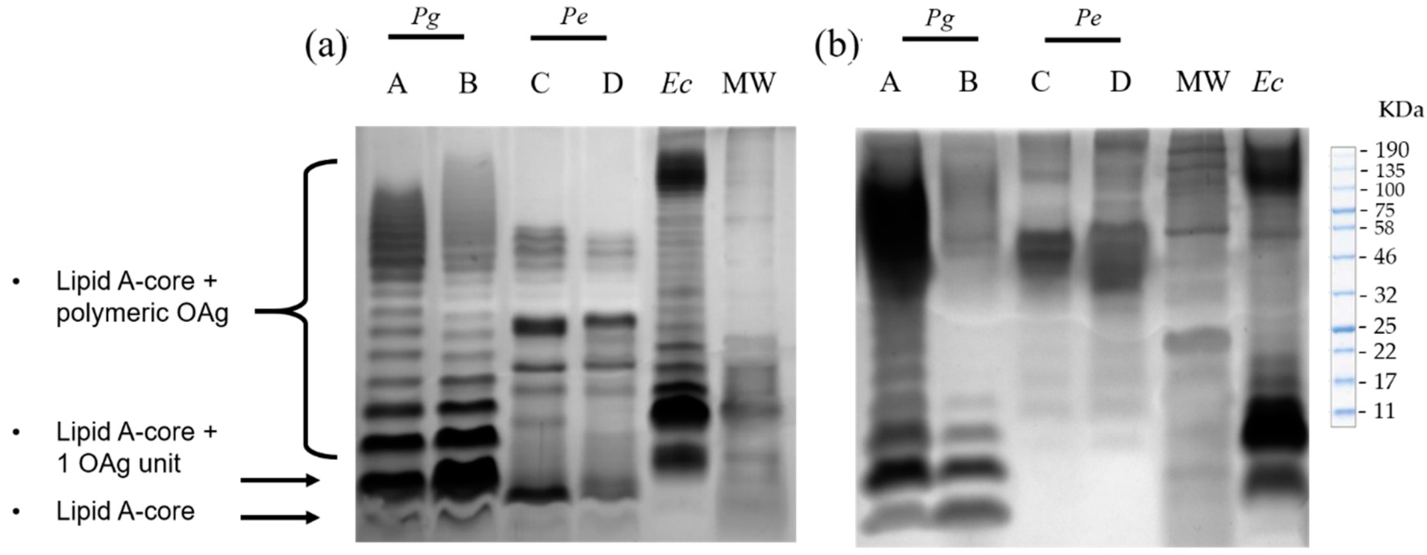 Ijms 23 10011 g001 Ijms 23 10011 g001