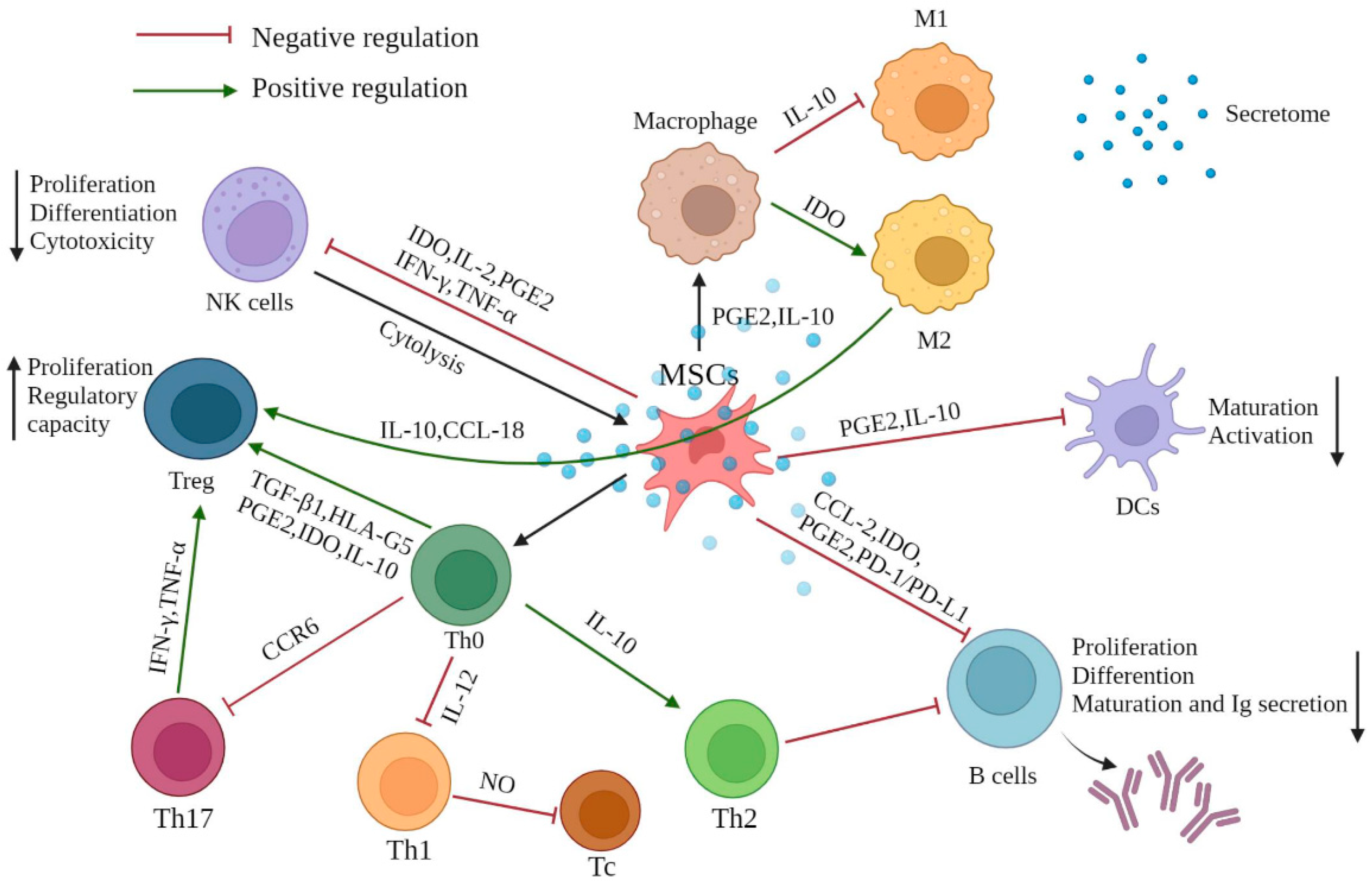 Calming the cytokine storm: Harnessing the power of stem cells to