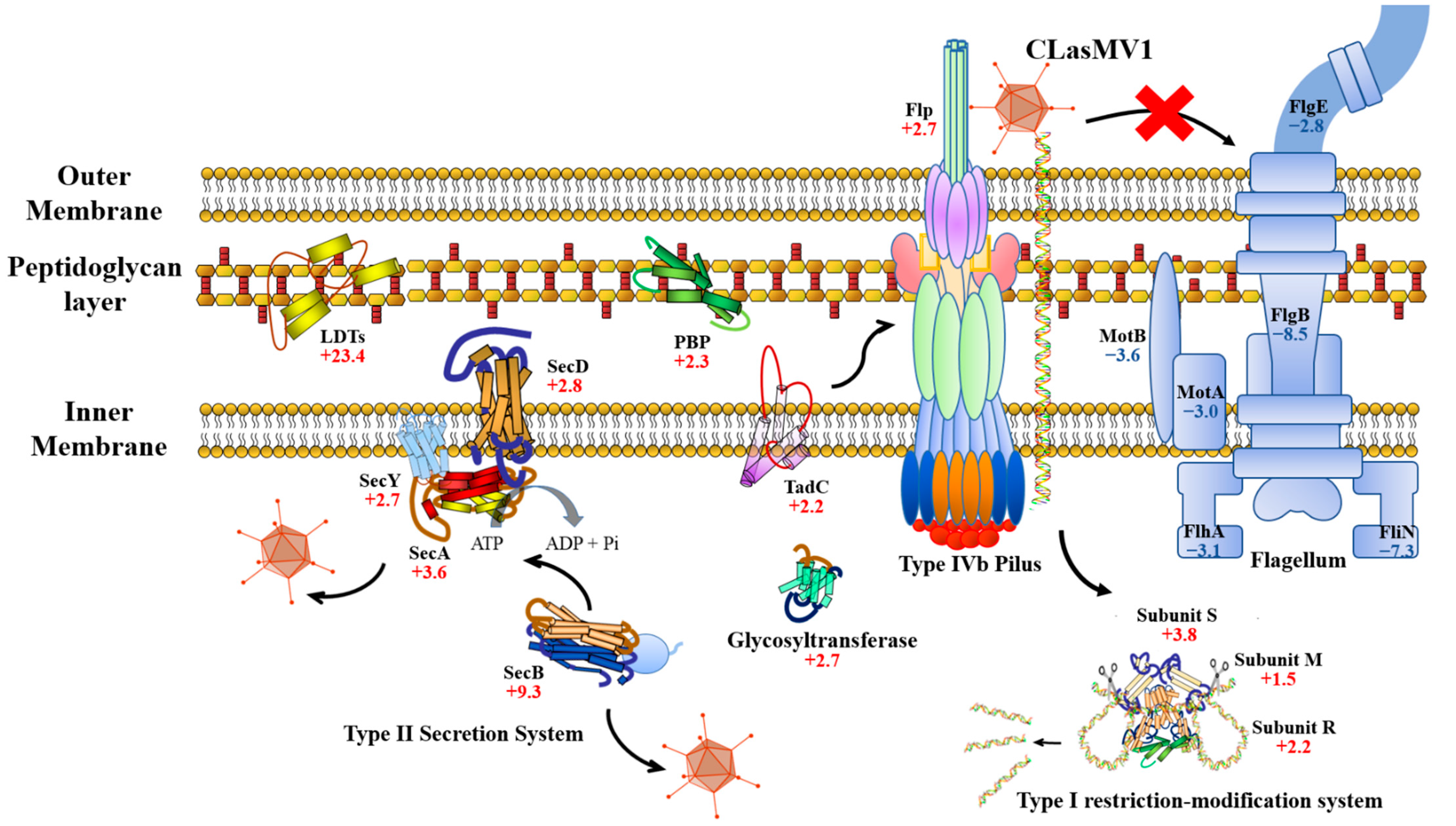 Ijms 23 10024 g004 550