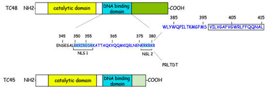 IJMS | Free Full-Text | PTPN2 in the Immunity and Tumor 
