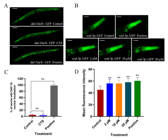 Cryptotanshinone Alleviates Oxidative Stress and Reduces the