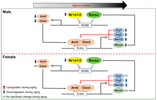 クロック　cs Regulation of Circadian Genes Nr1d1 and Nr1d2 in Sex