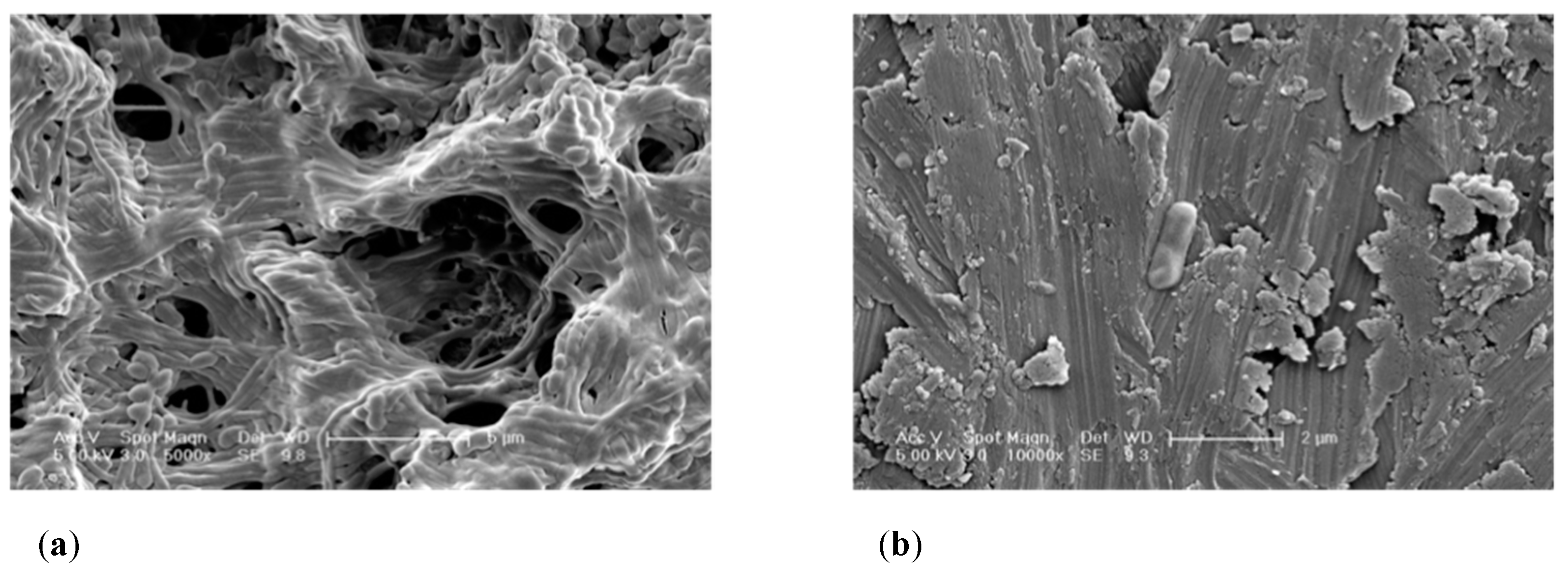 Ijms 23 10033 g001 Ijms 23 10033 g001