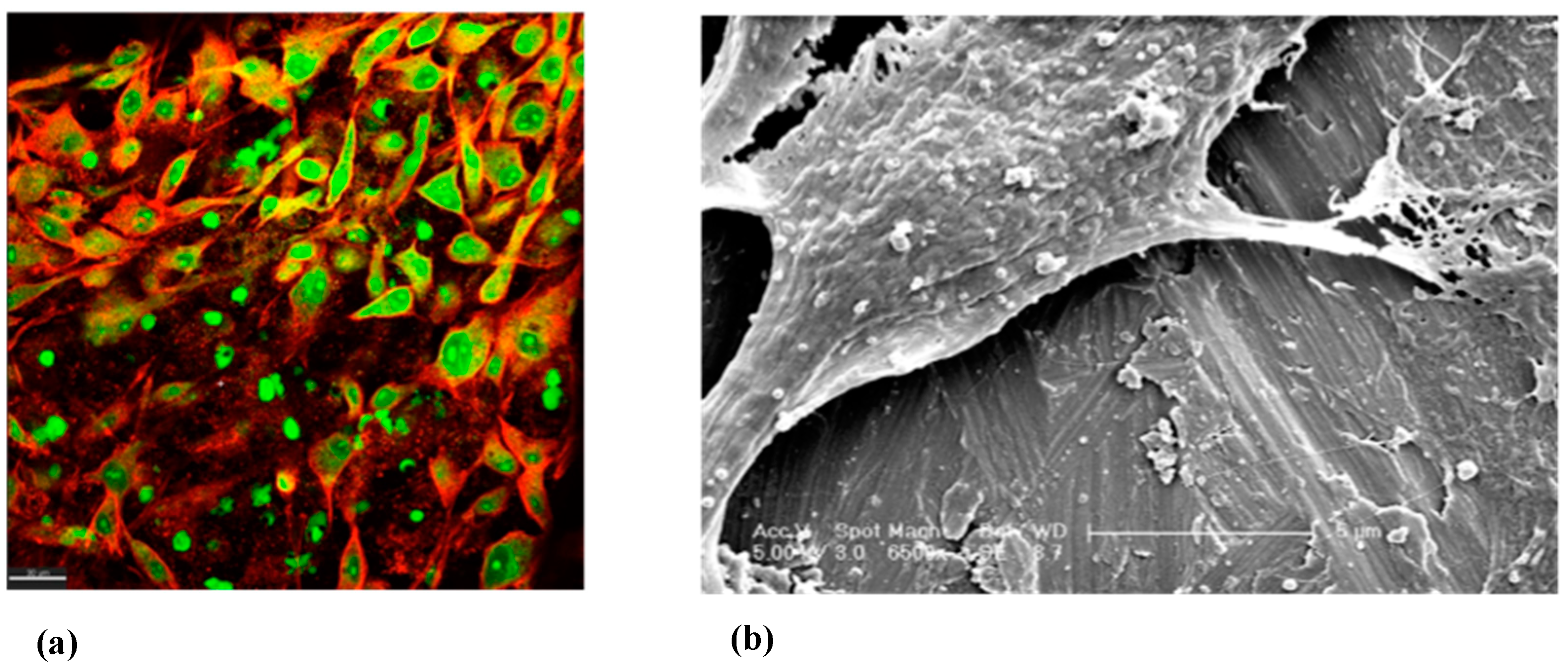 Ijms 23 10033 g007 Ijms 23 10033 g007