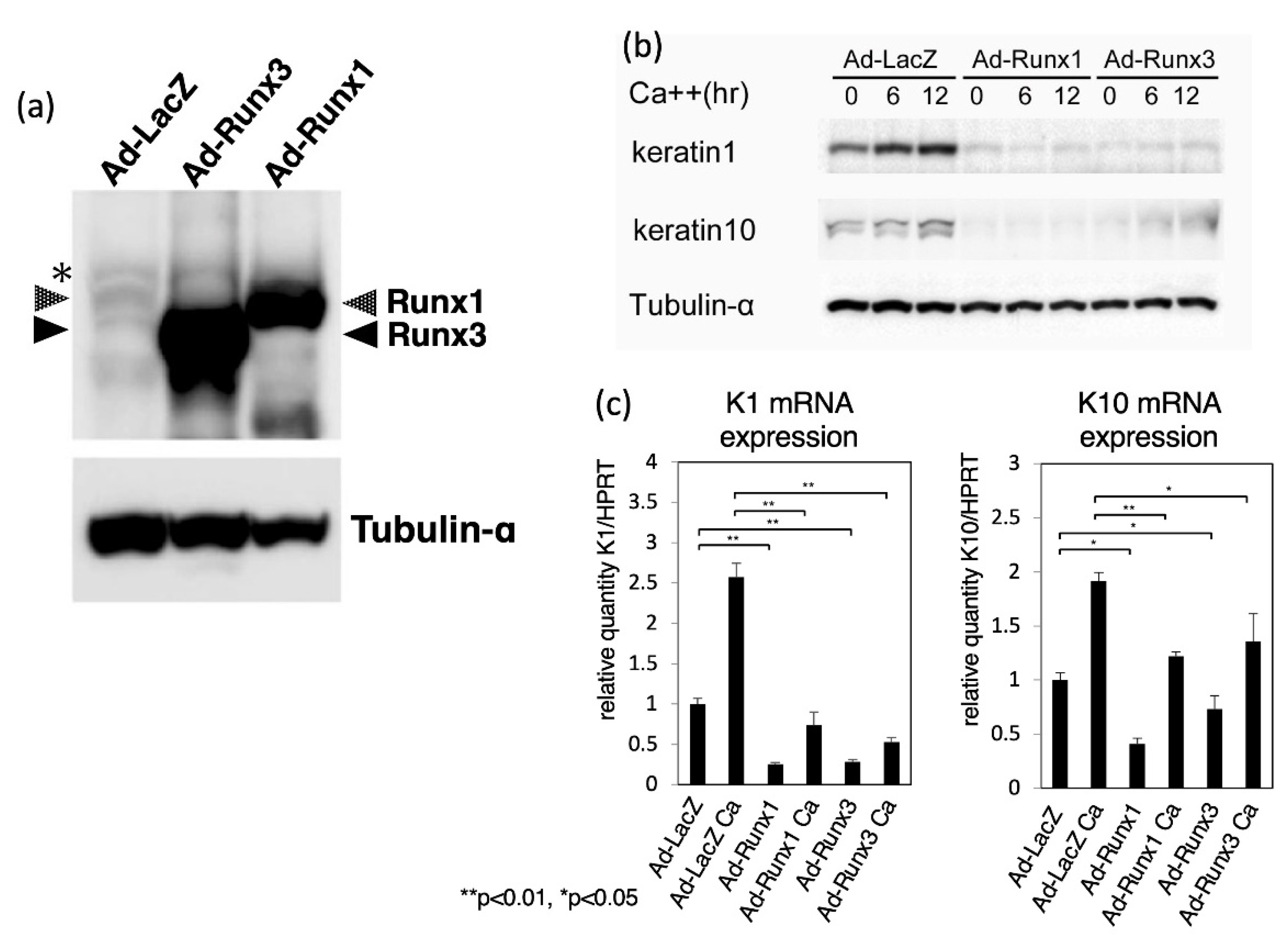 Runaページ Crystal structure of bacterial RNA polymerase bound with a