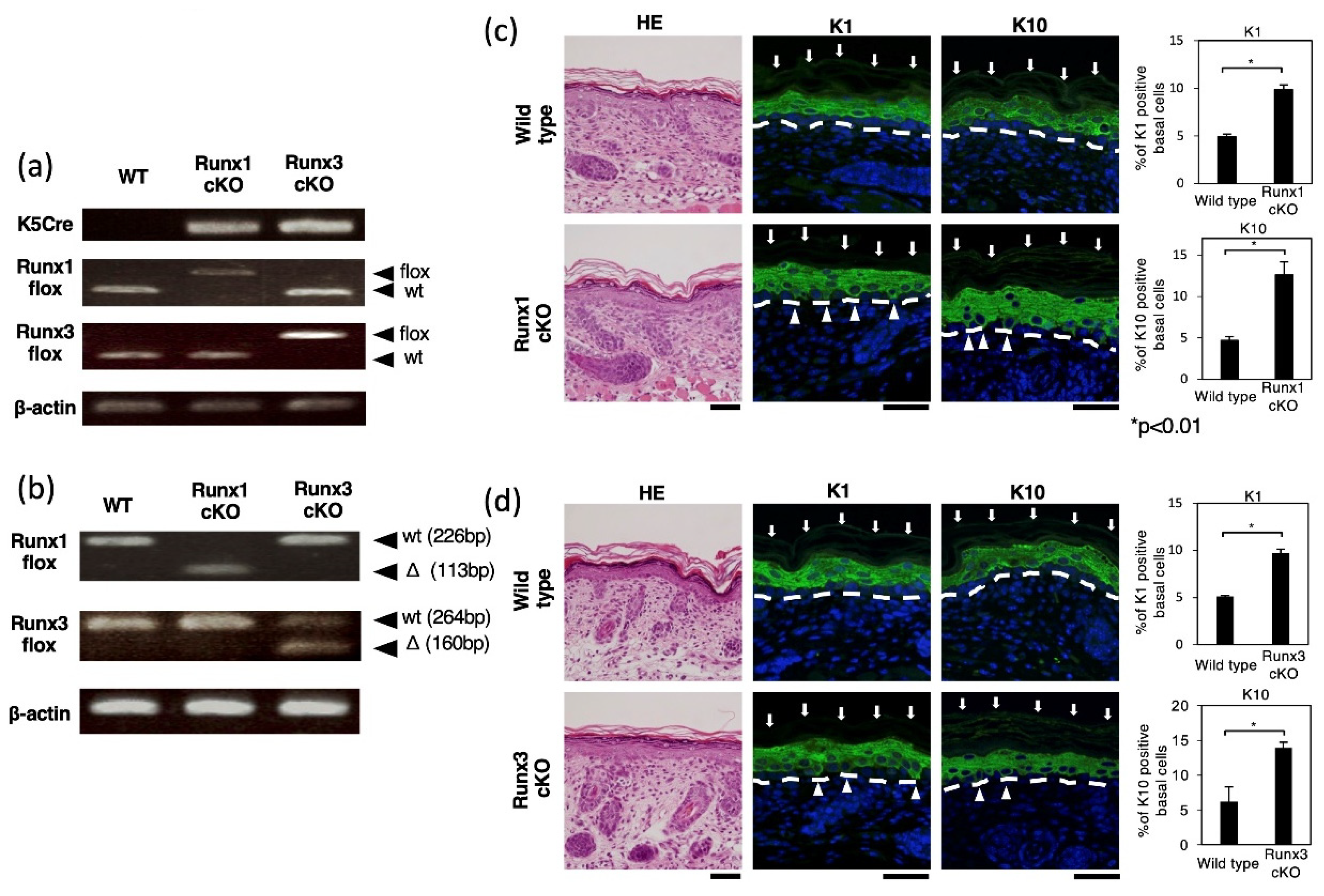 Transcription Factors Runx1 and Runx3 Suppress Keratin