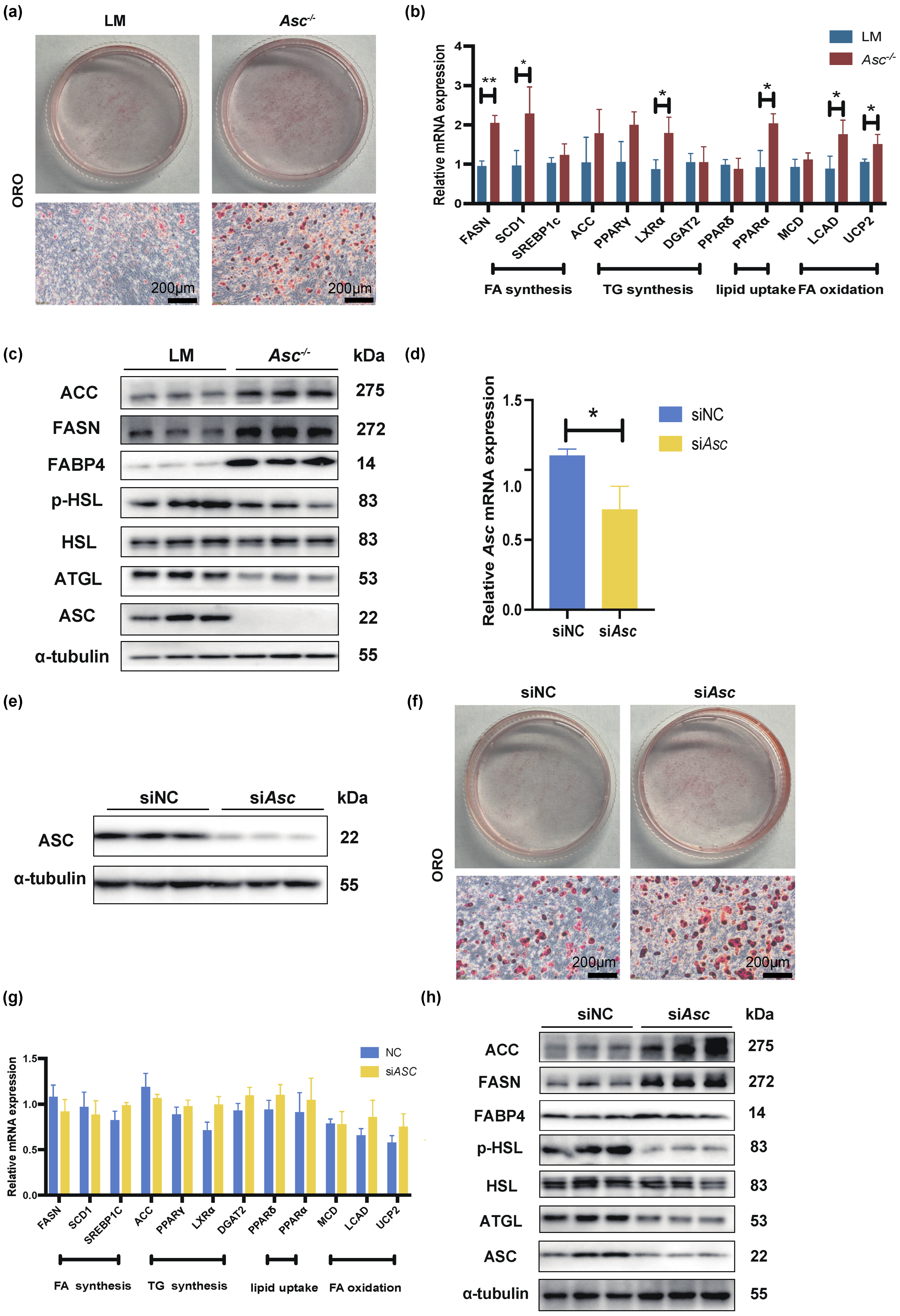 Ijms 23 10042 g003 550