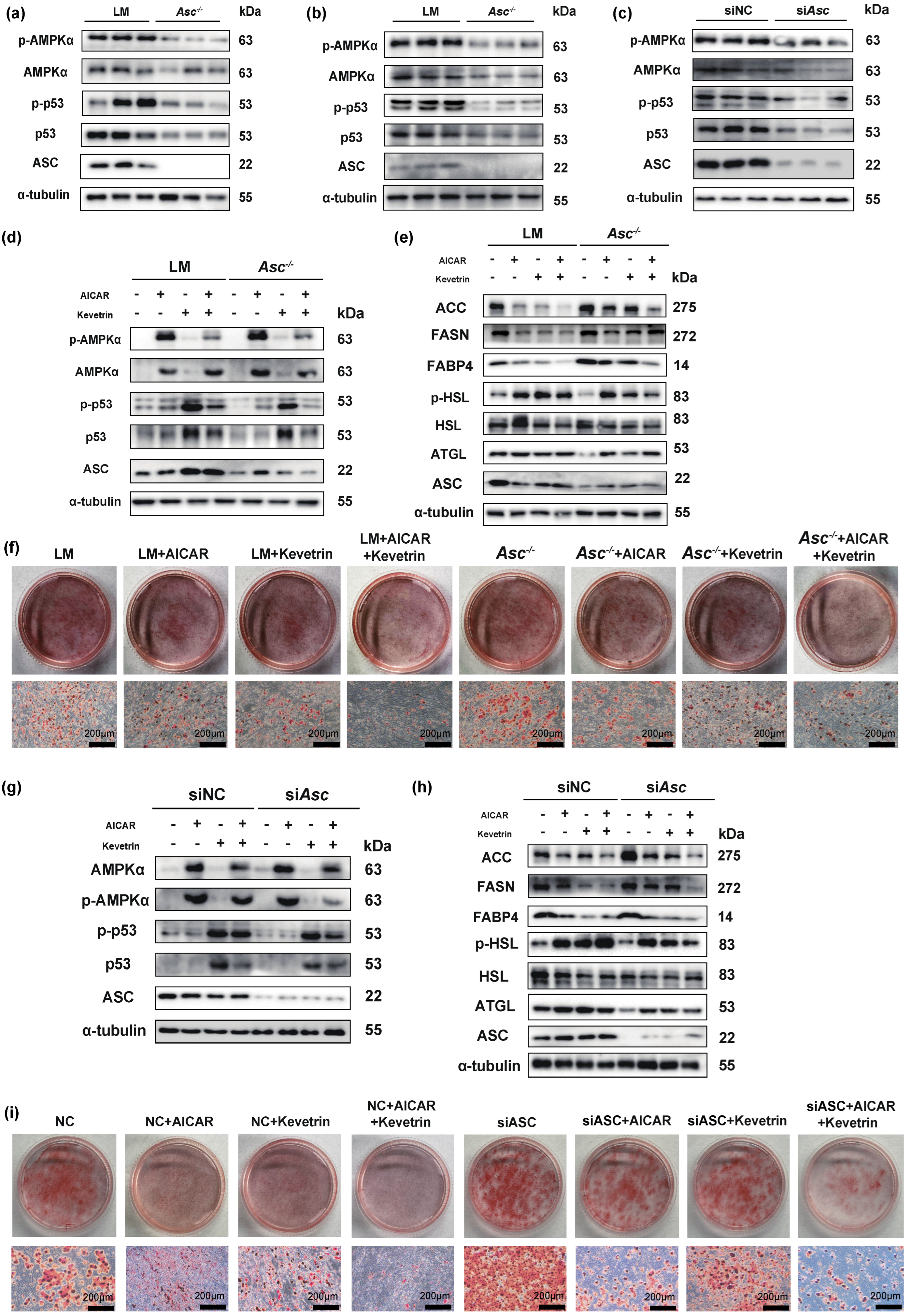 Ijms 23 10042 g004 550