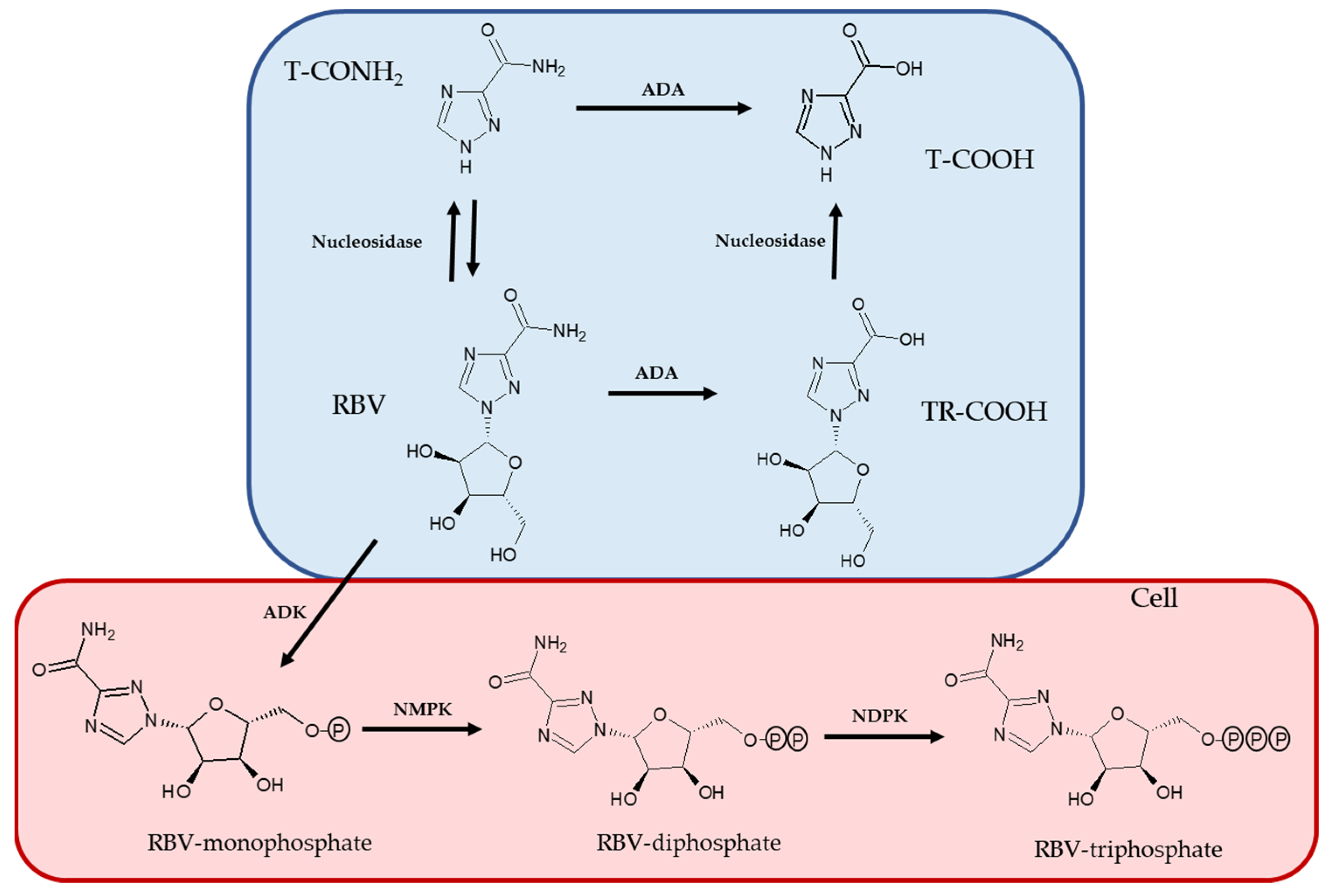 Ijms 23 10043 g007 550