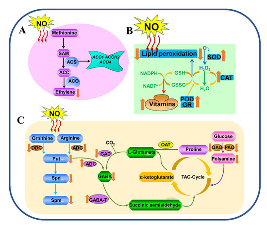 Role of Nitric Oxide in Postharvest Senescence of Fruits