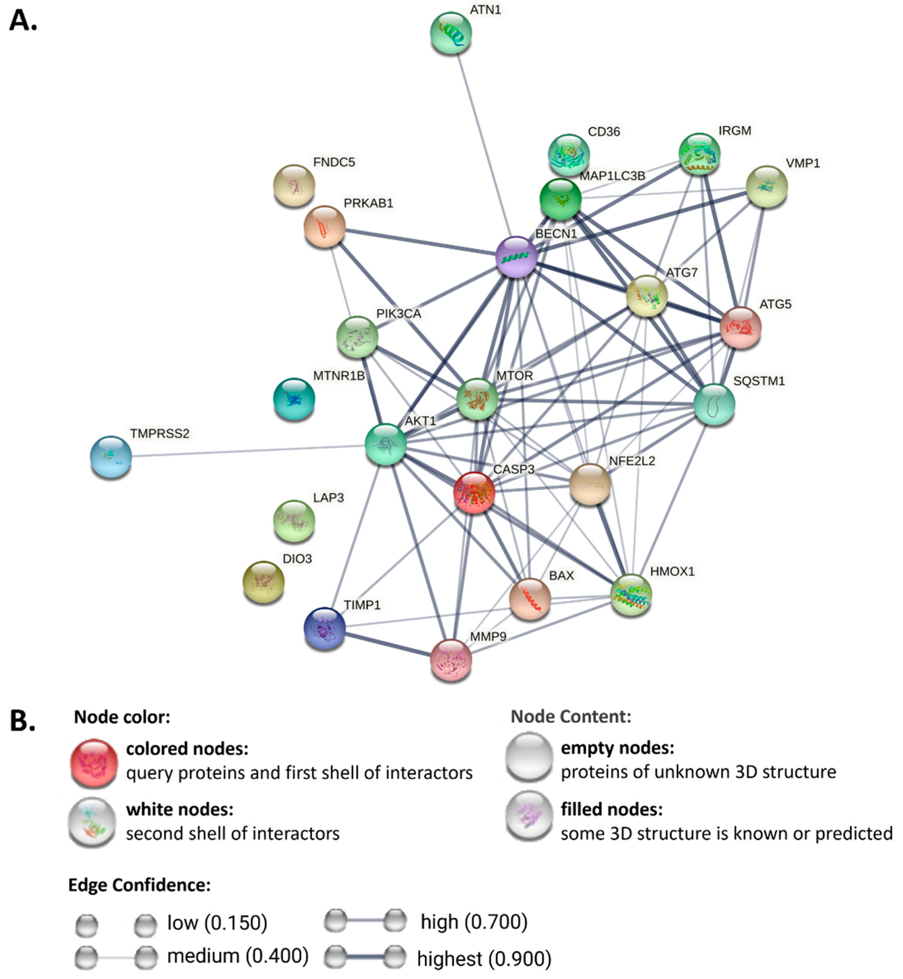 Autophagy Dysregulation in Metabolic Associated Fatty Liver