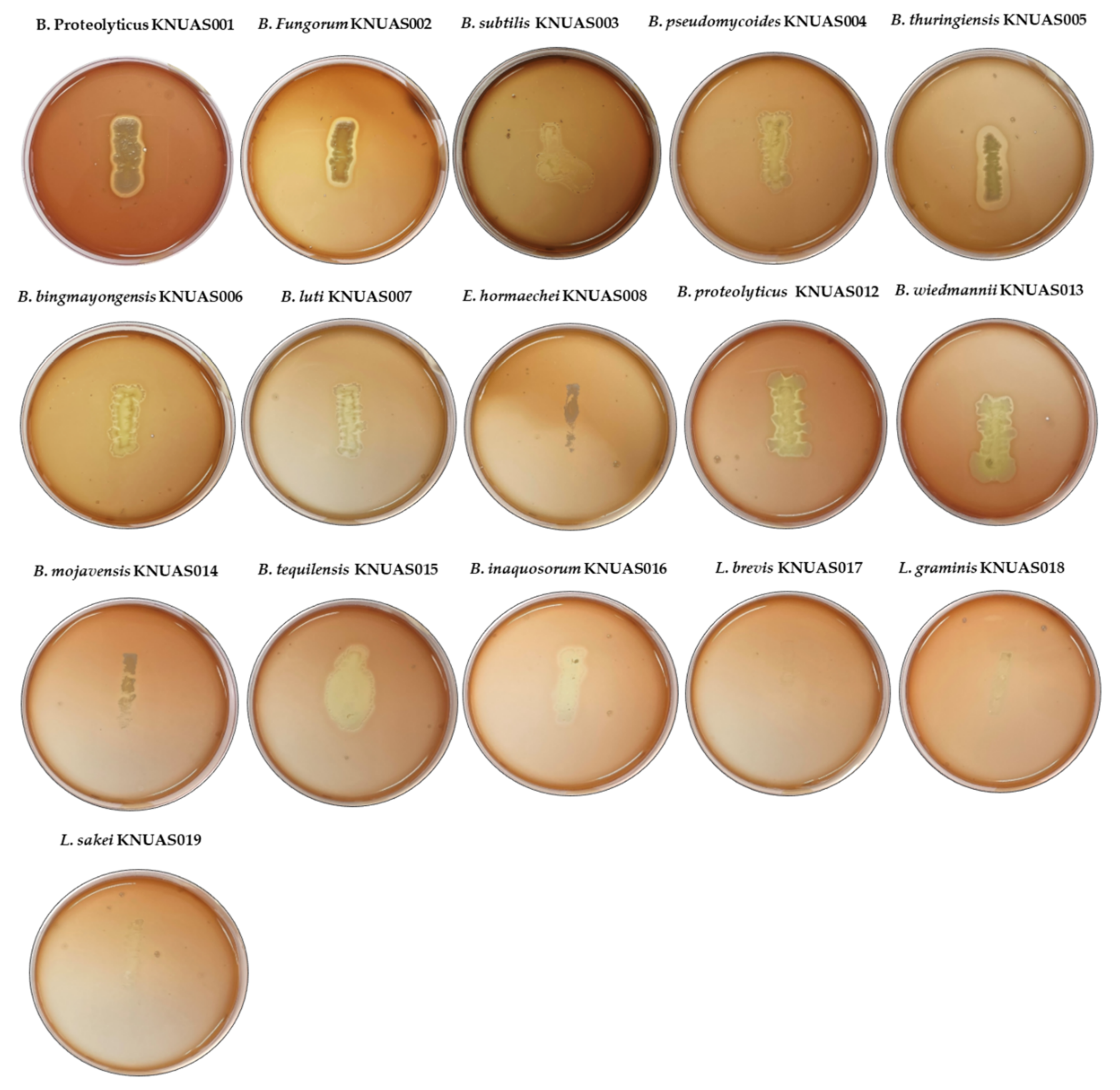 Ijms 23 10062 g002 550