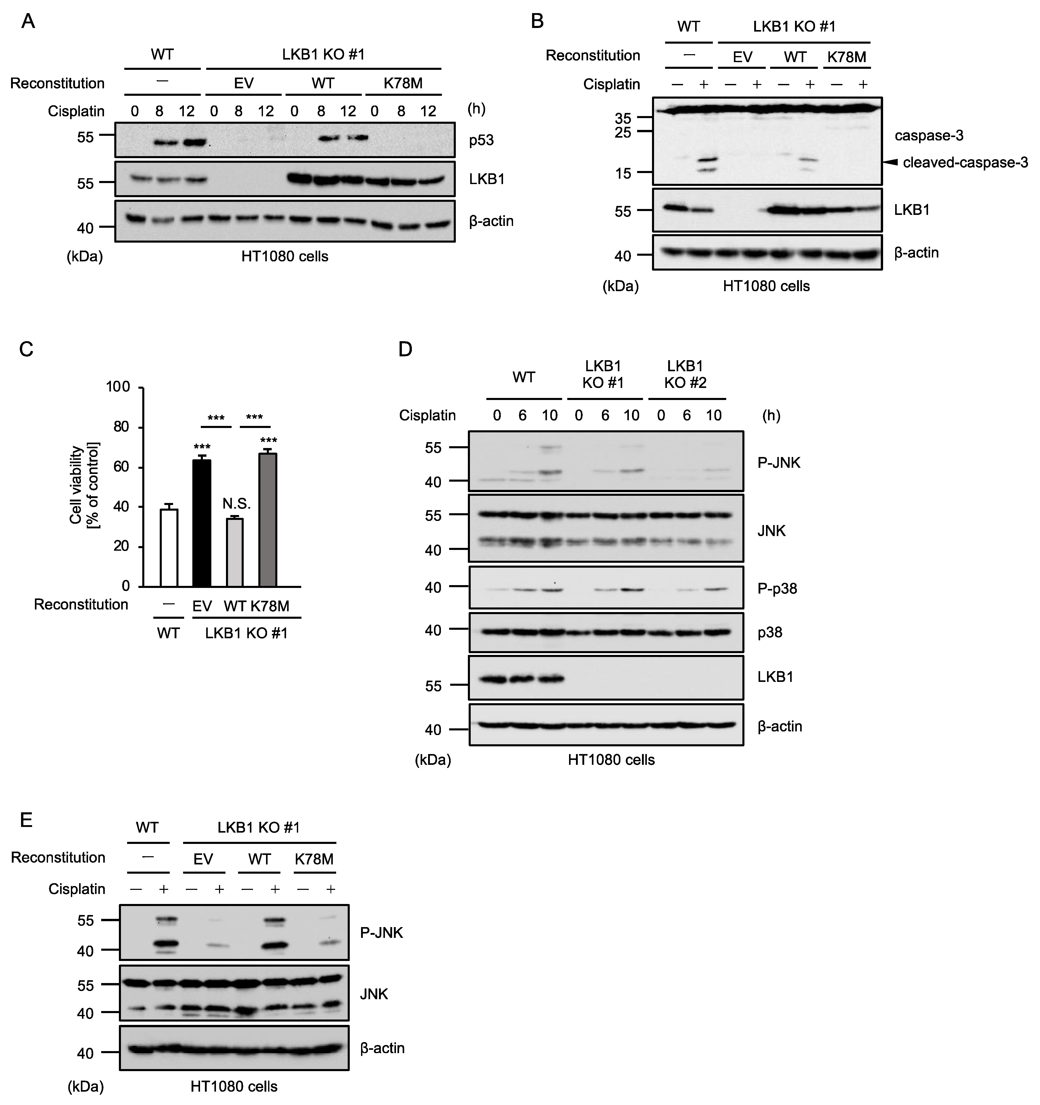 Ijms 23 10064 g002 550