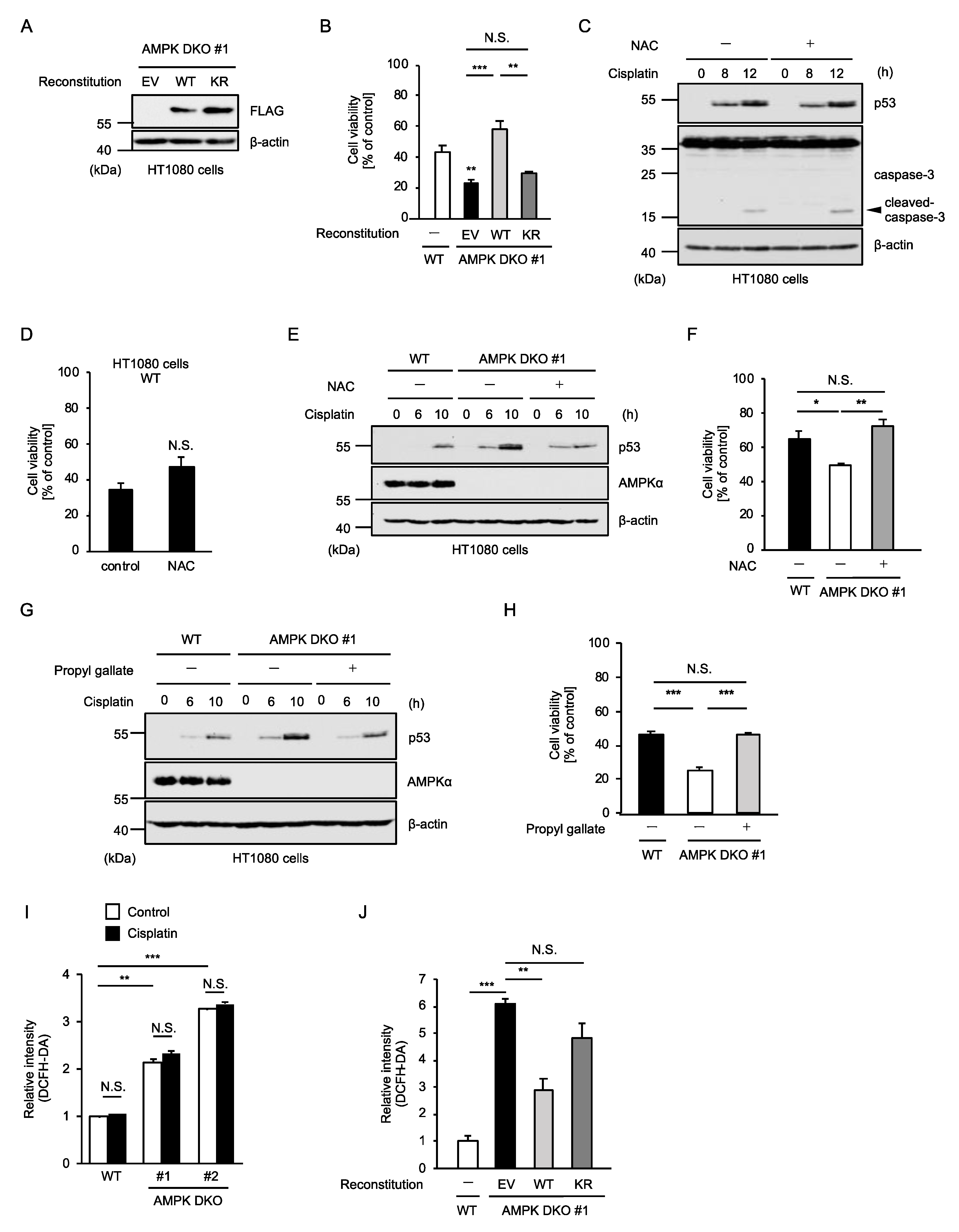 Ijms 23 10064 g004 550