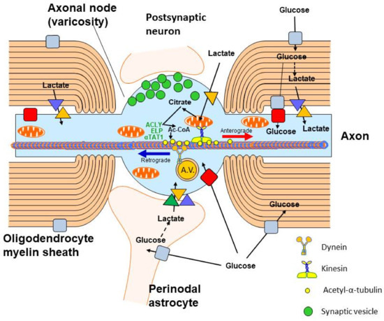 Metabolic and Cellular Compartments of Acetyl-CoA in the