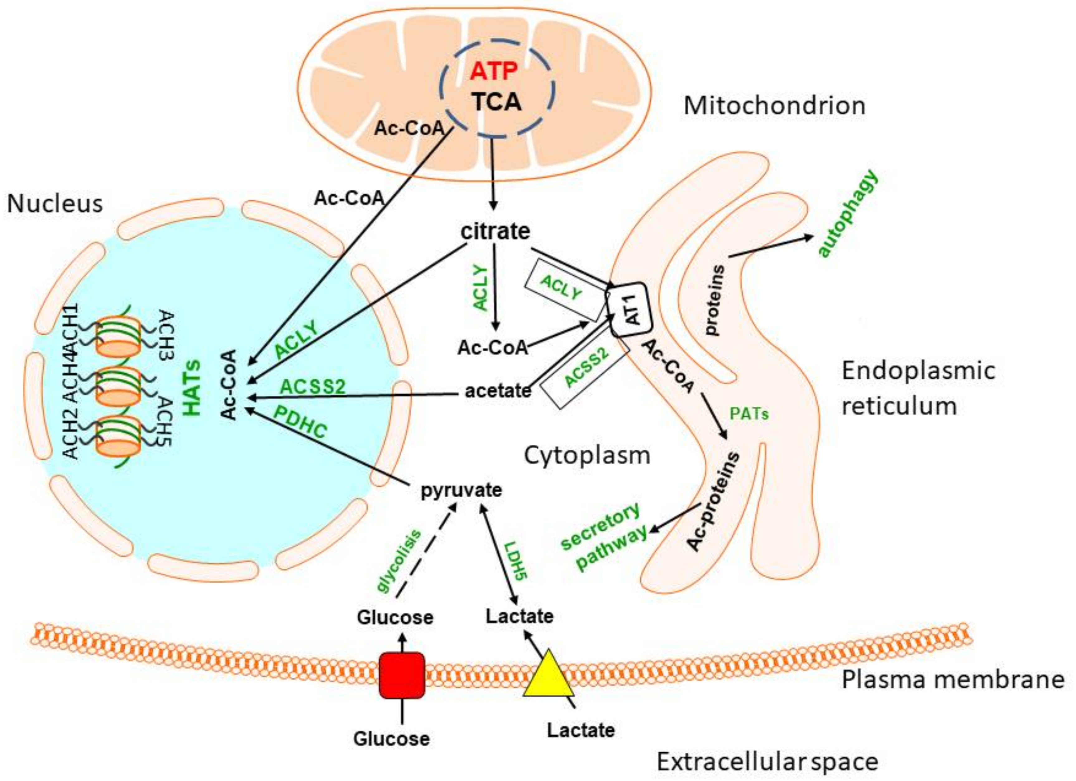 Metabolic and Cellular Compartments of Acetyl-CoA in the