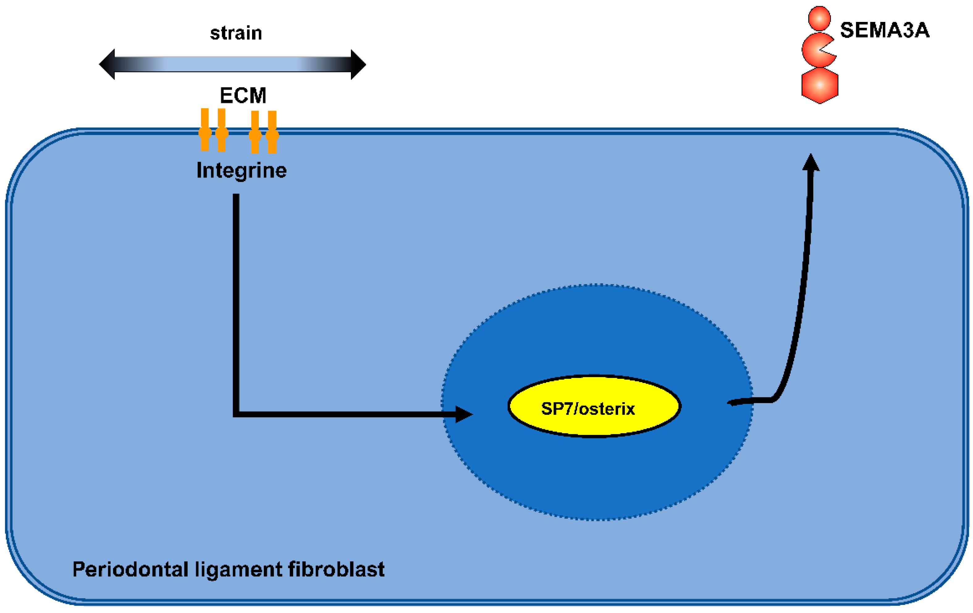 Ijms 23 10077 g002 Ijms 23 10077 g002
