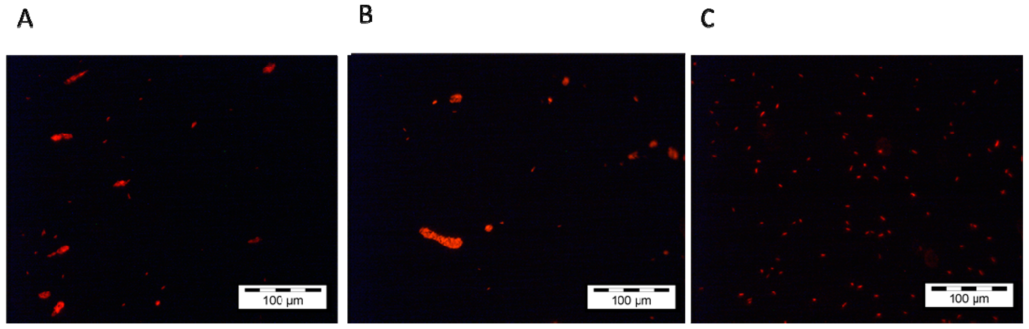 Ijms 23 10082 g004 550