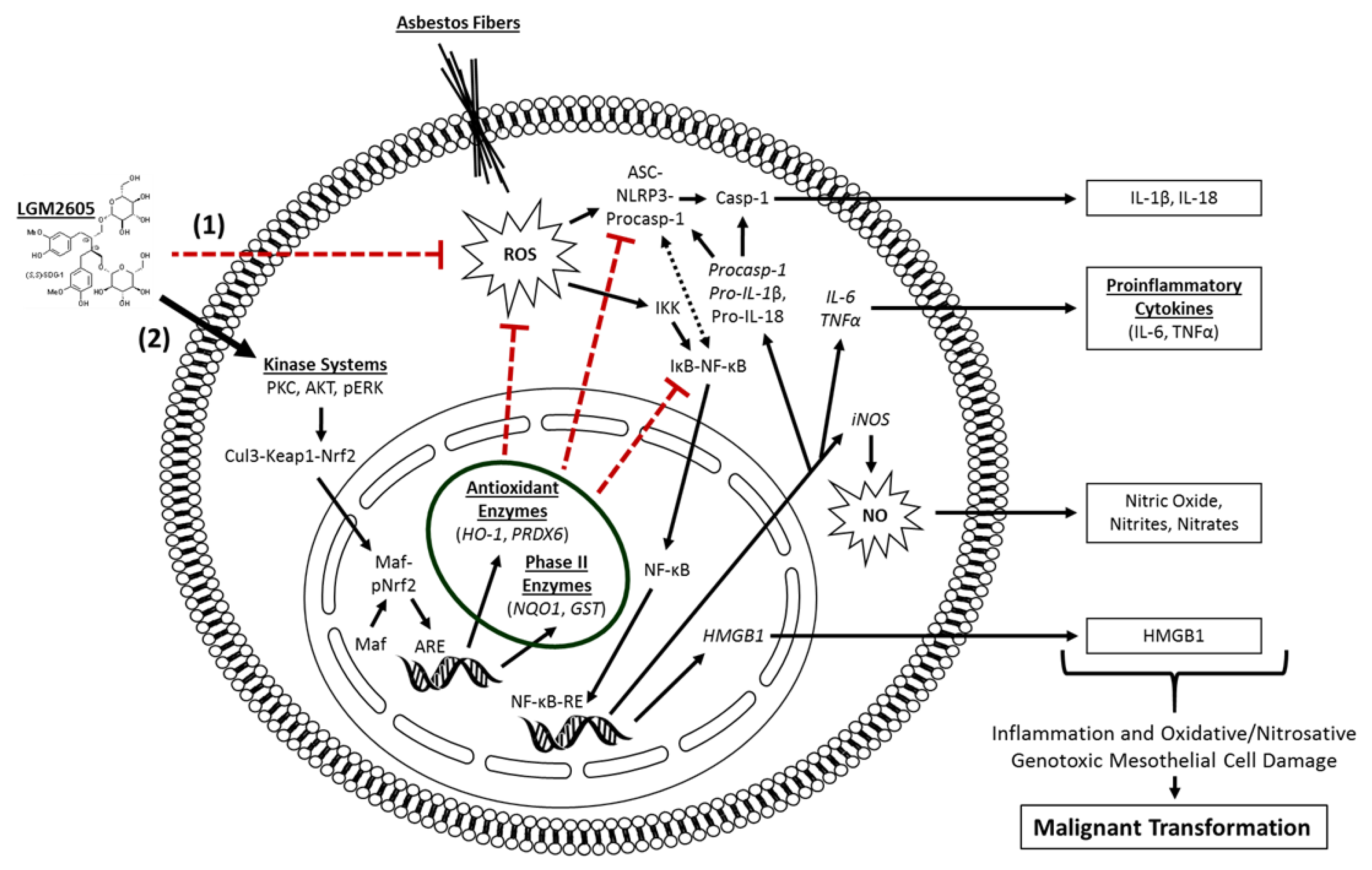 Ijms 23 10085 g008 550