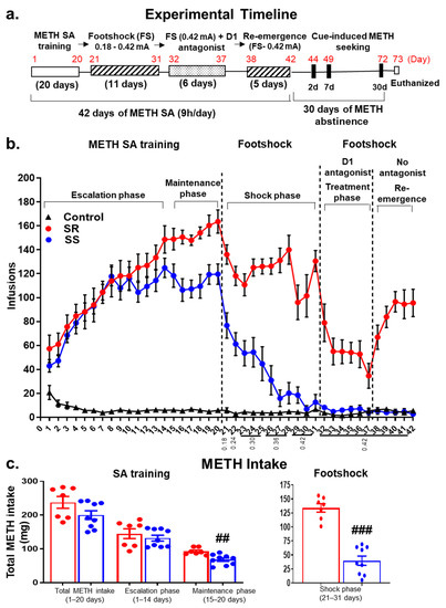 Biochemical Neuroadaptations in the Rat Striatal