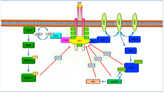 Serine Phosphorylation Of Irs Proteins
