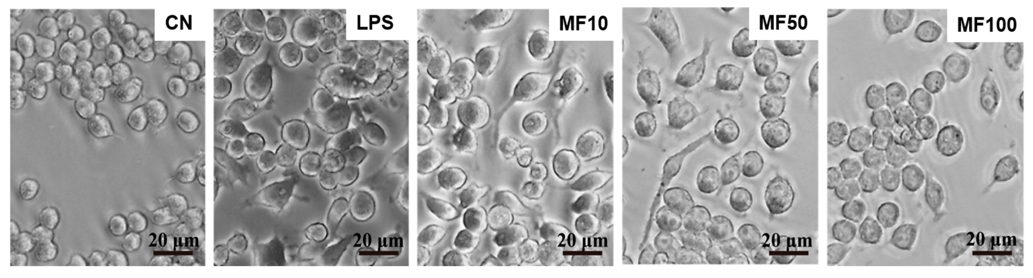 Ijms 23 10124 g005 550