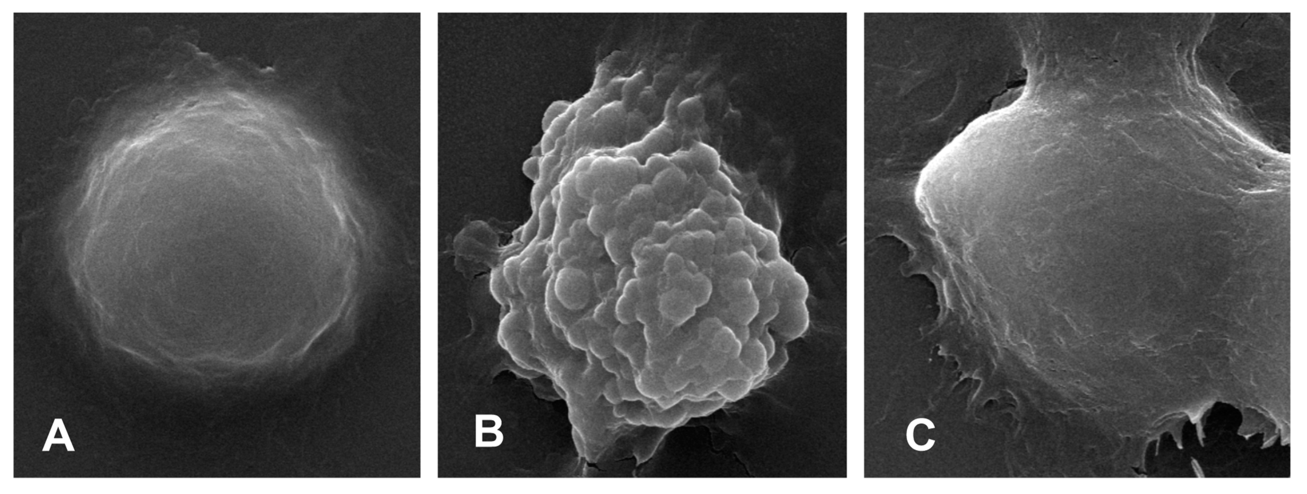 Ijms 23 10124 g006 550