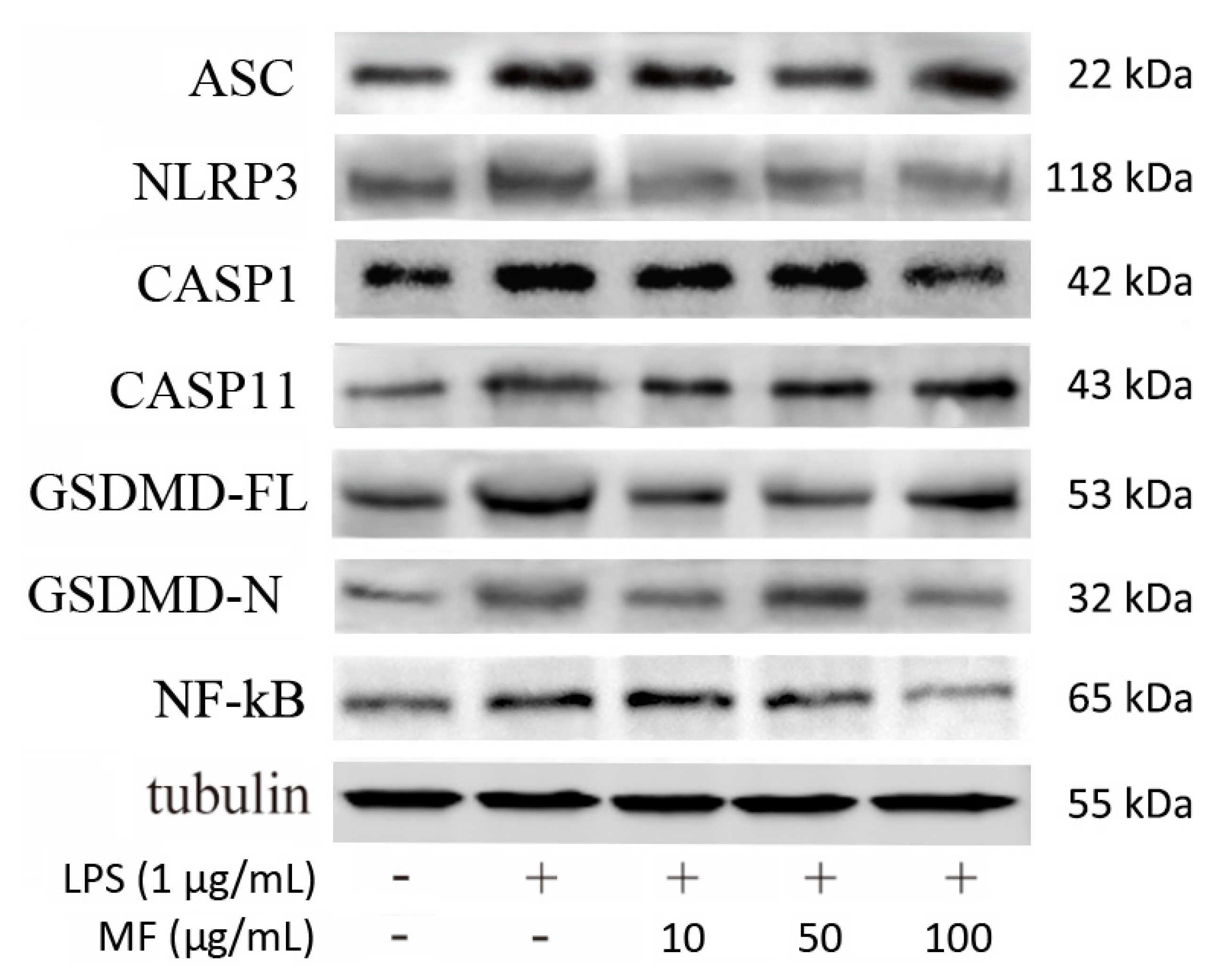 Ijms 23 10124 g008 550