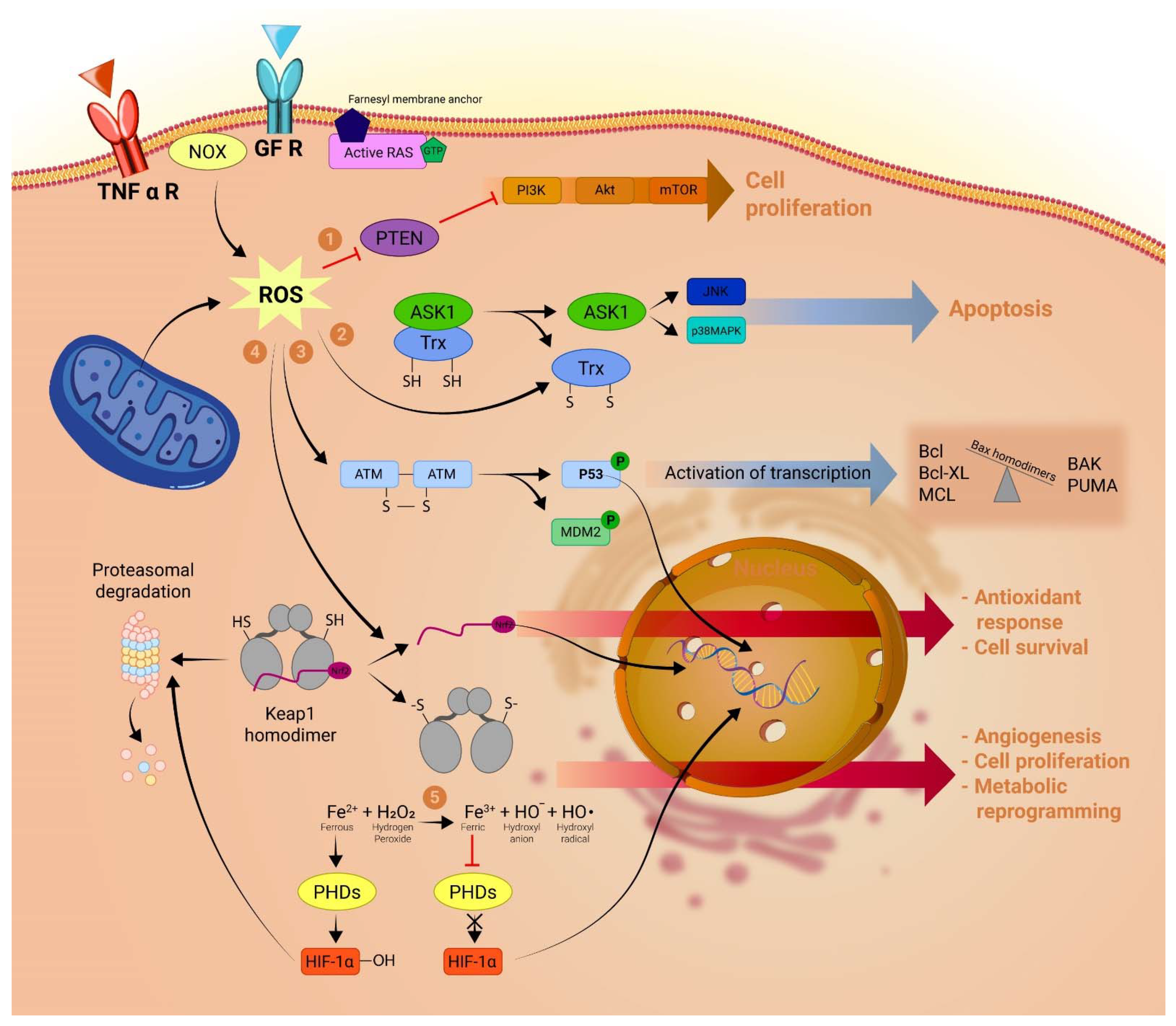 Ijms 23 10133 g001 550