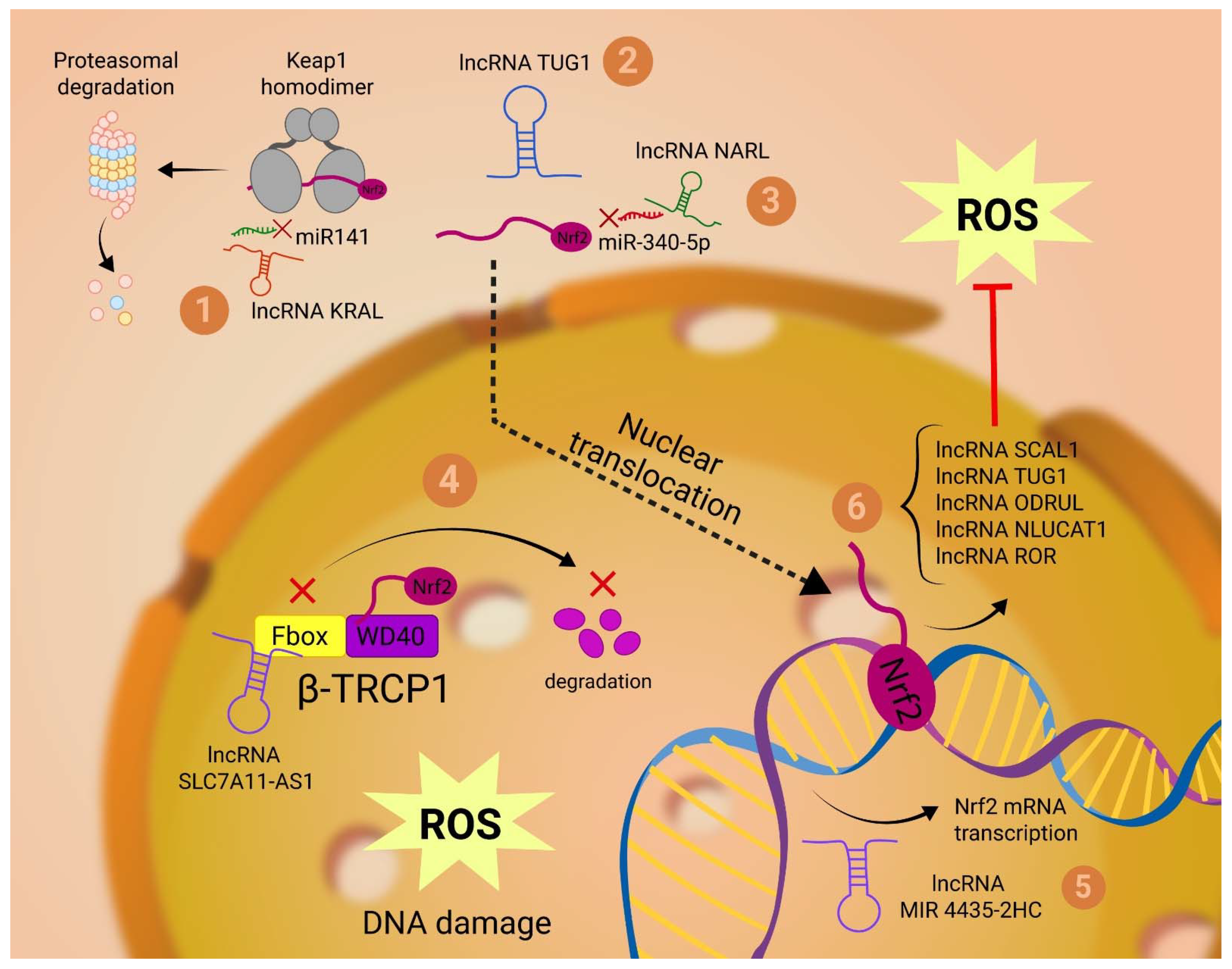 Ijms 23 10133 g003 550