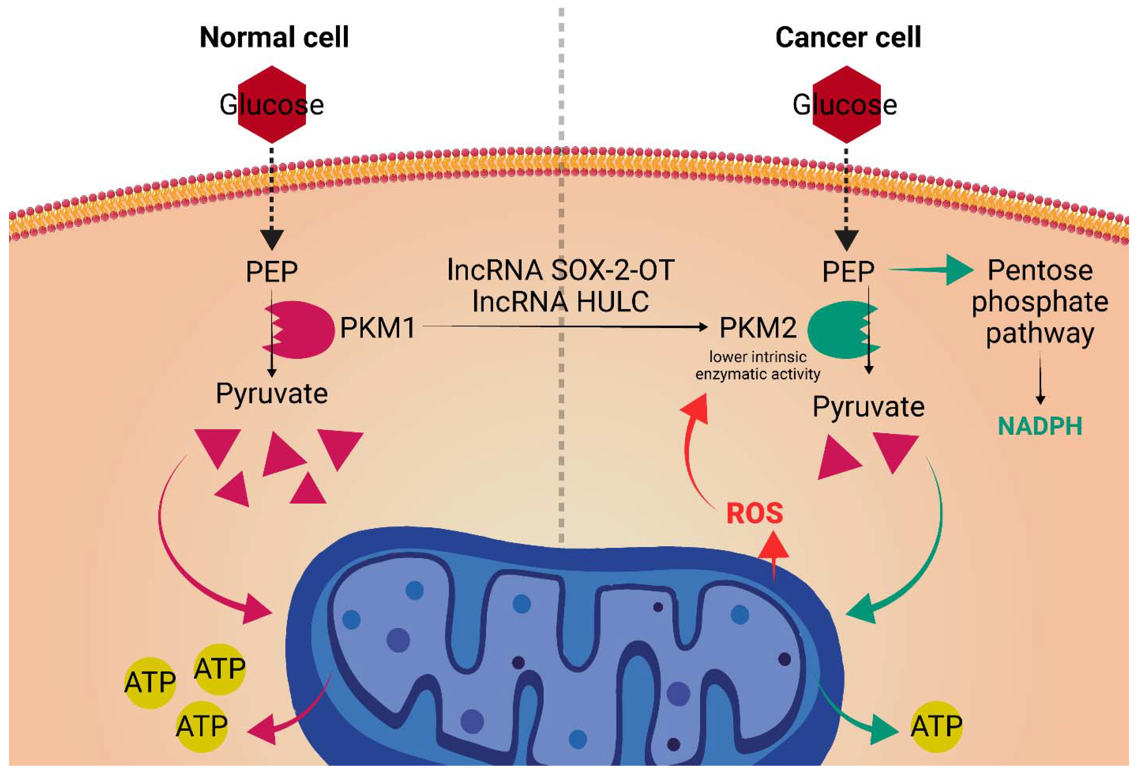 Ijms 23 10133 g004 550