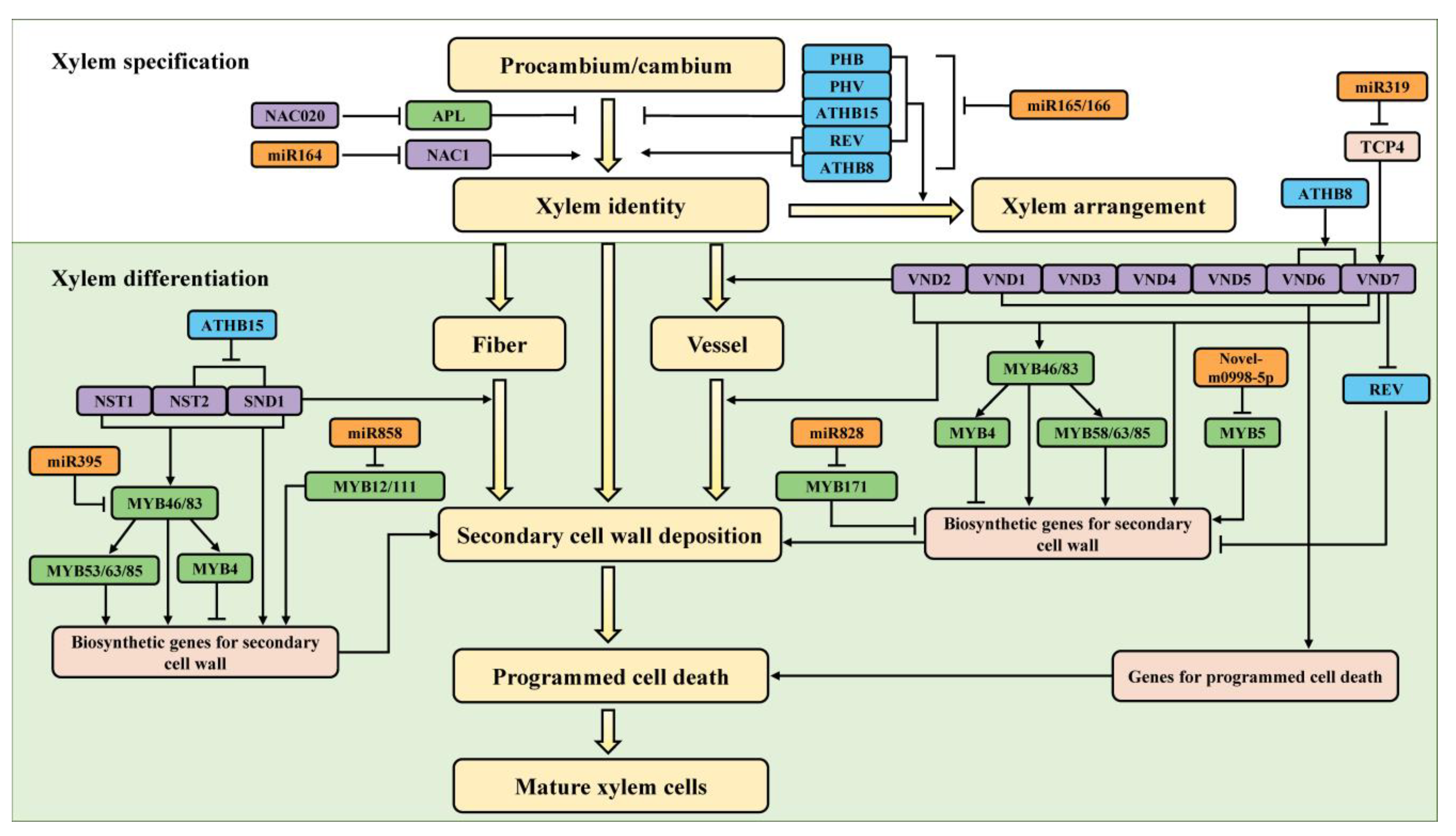 Ijms 23 10134 g002 550
