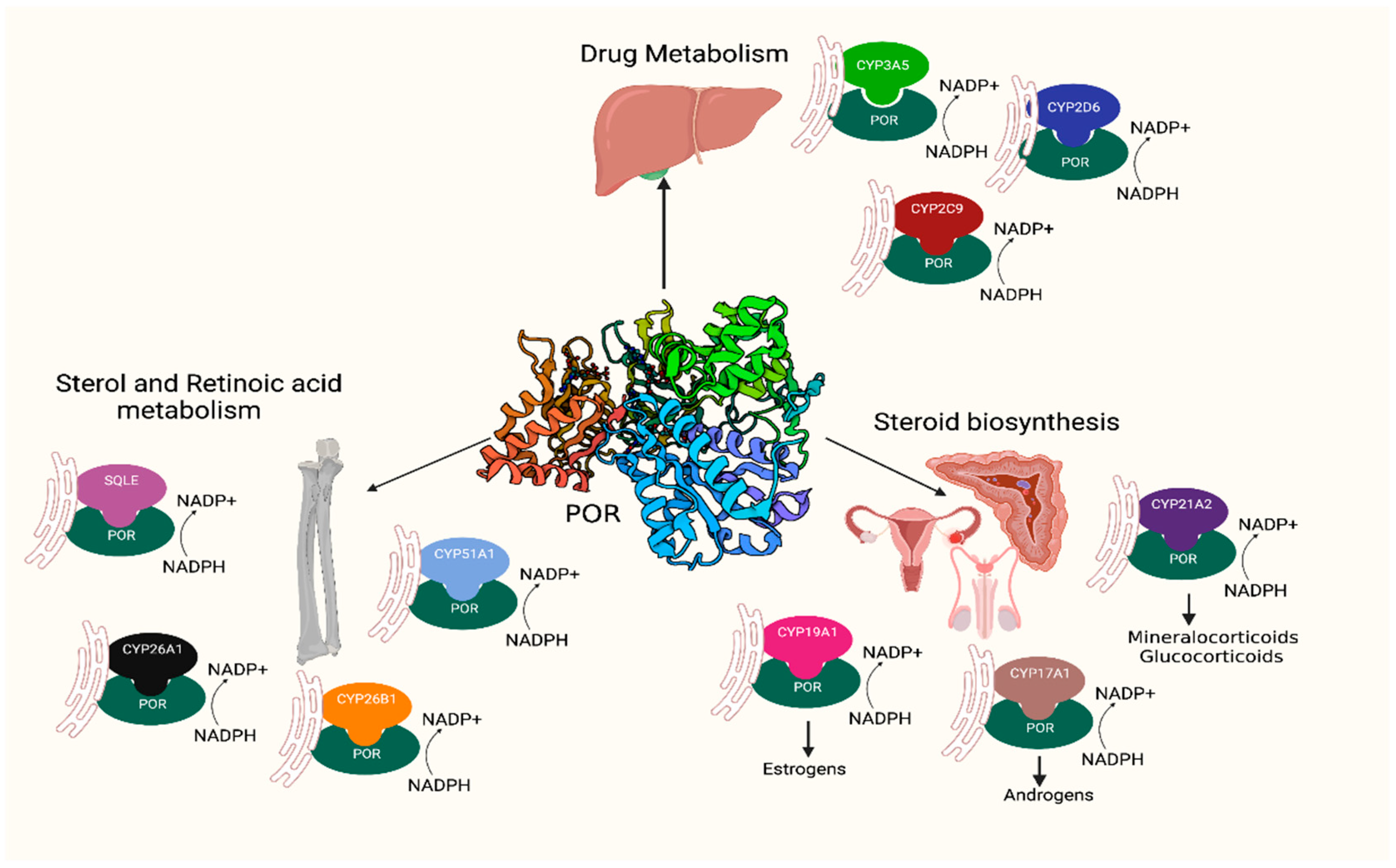 Ijms 23 10141 g001 Ijms 23 10141 g001