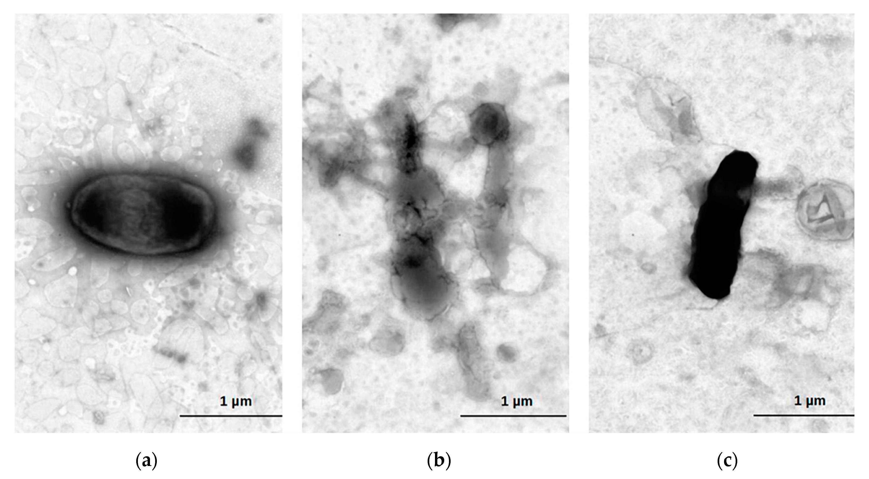 Ijms 23 10143 g008 550