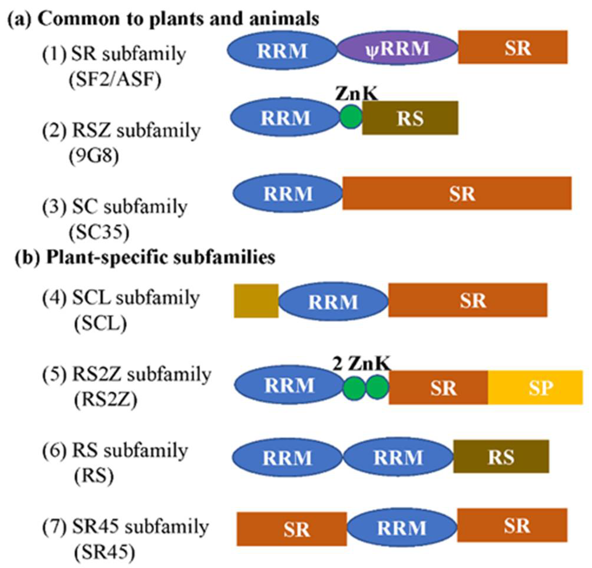 Ijms 23 10147 g001 Ijms 23 10147 g001