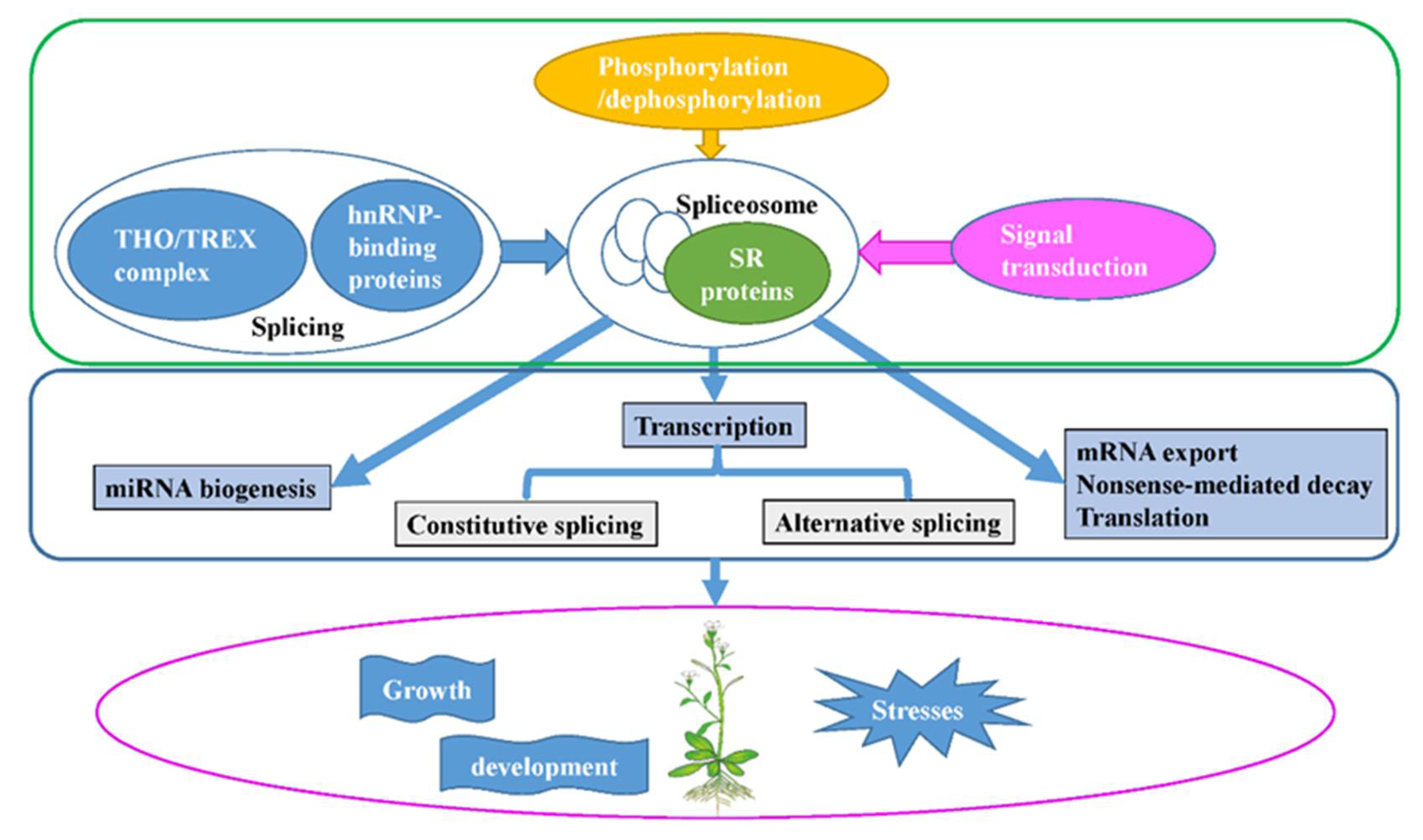 Ijms 23 10147 g003 Ijms 23 10147 g003