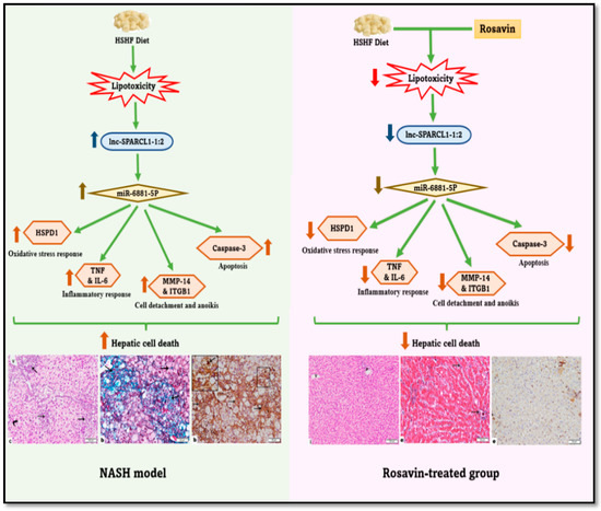 Rosavin Ameliorates Hepatic Inflammation and Fibrosis in the NASH